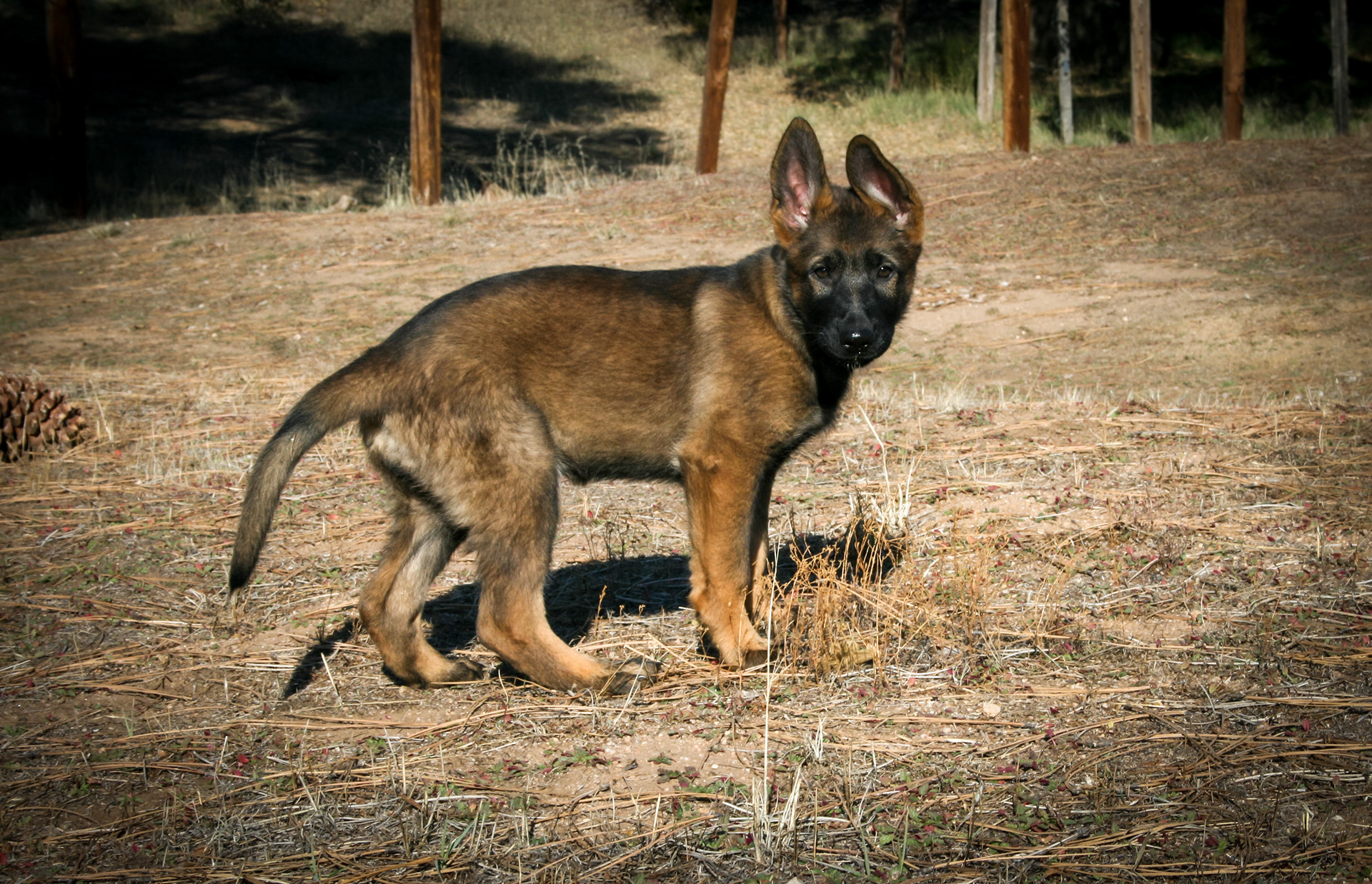 Tilly - 12 weeks