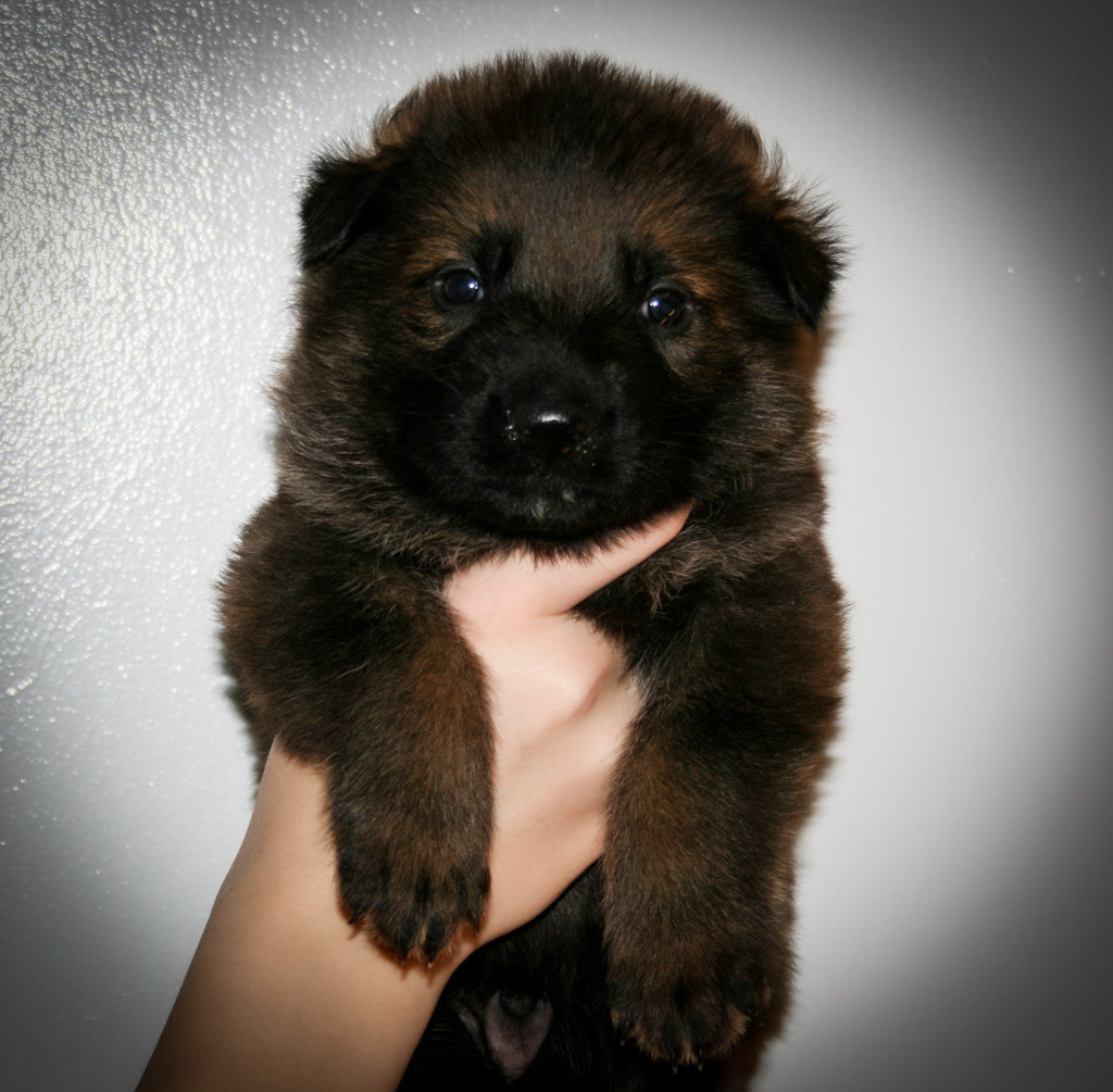 Royal Blue Collar Male - 4 weeks old