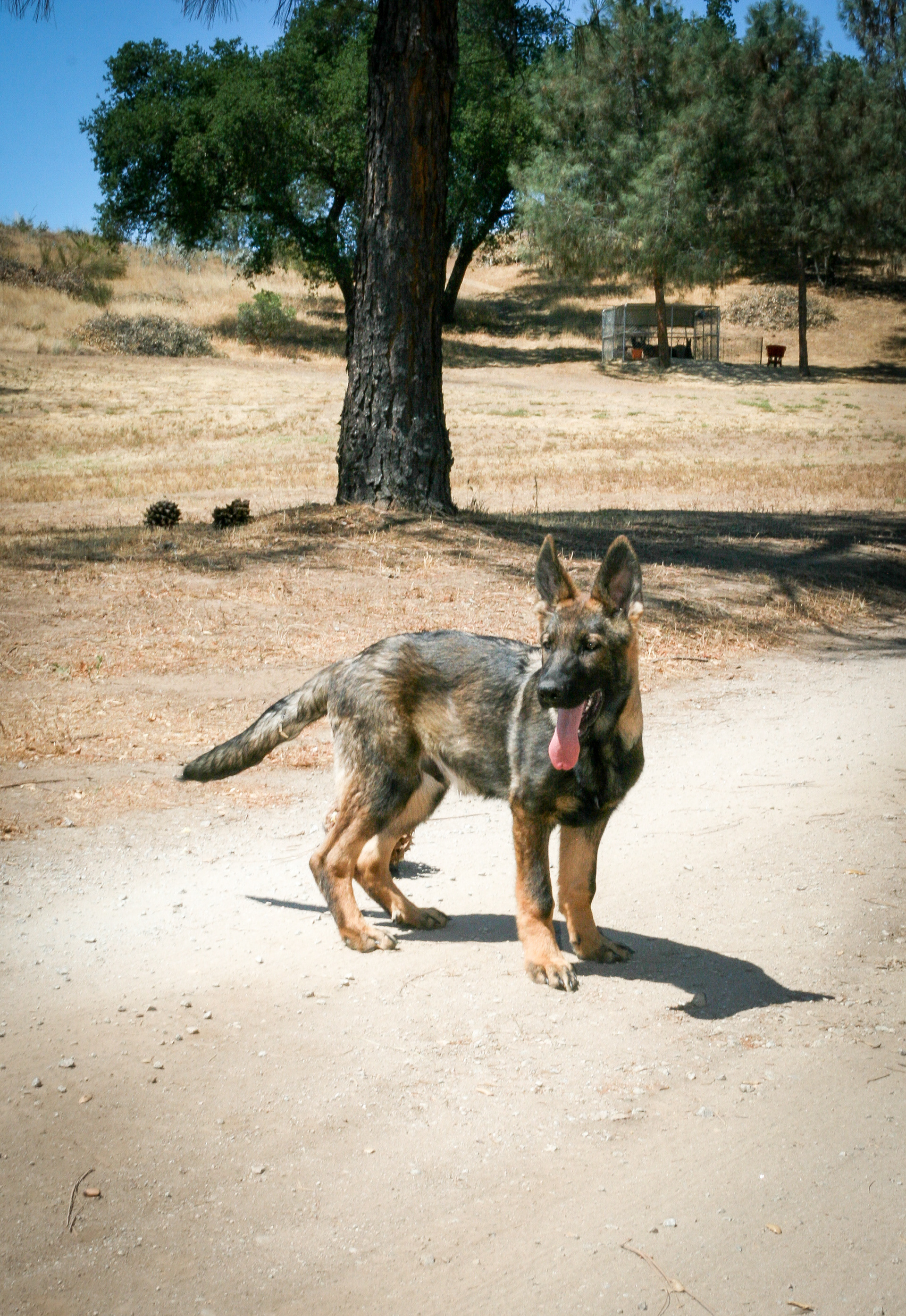 Hugh - Male - 18 Weeks