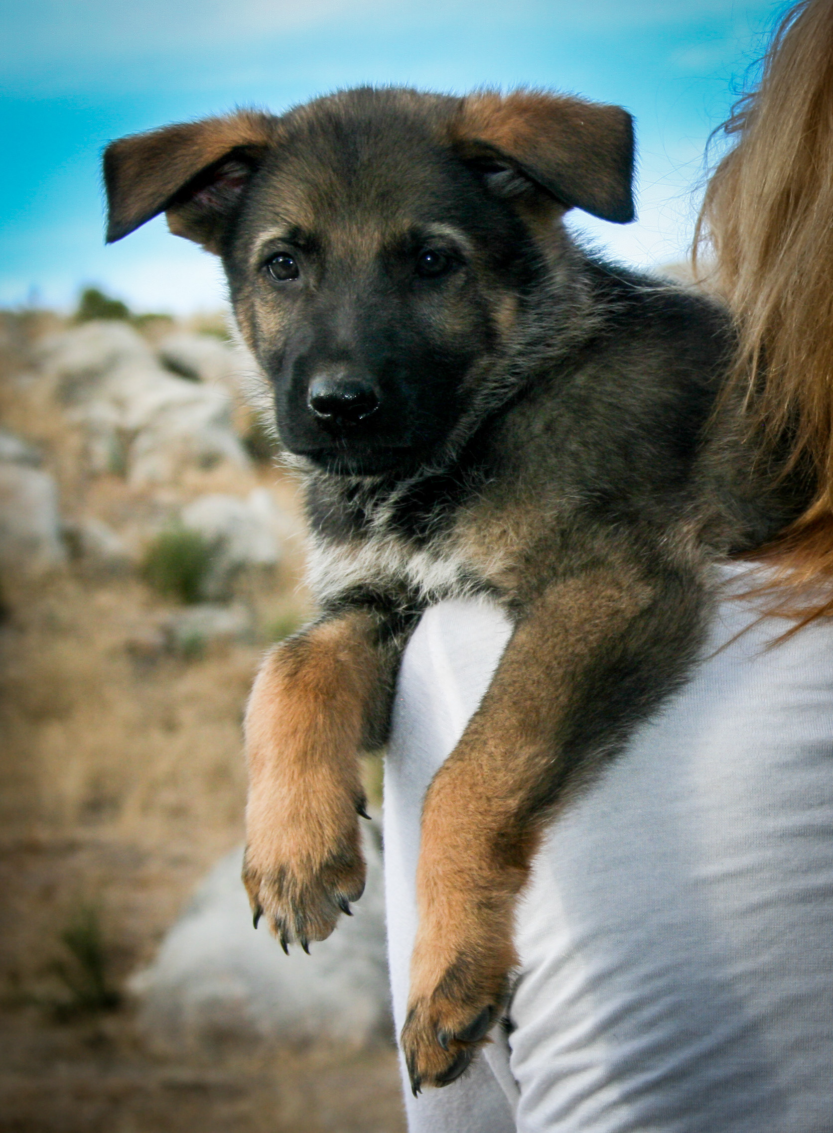 Hunter - 7 weeks