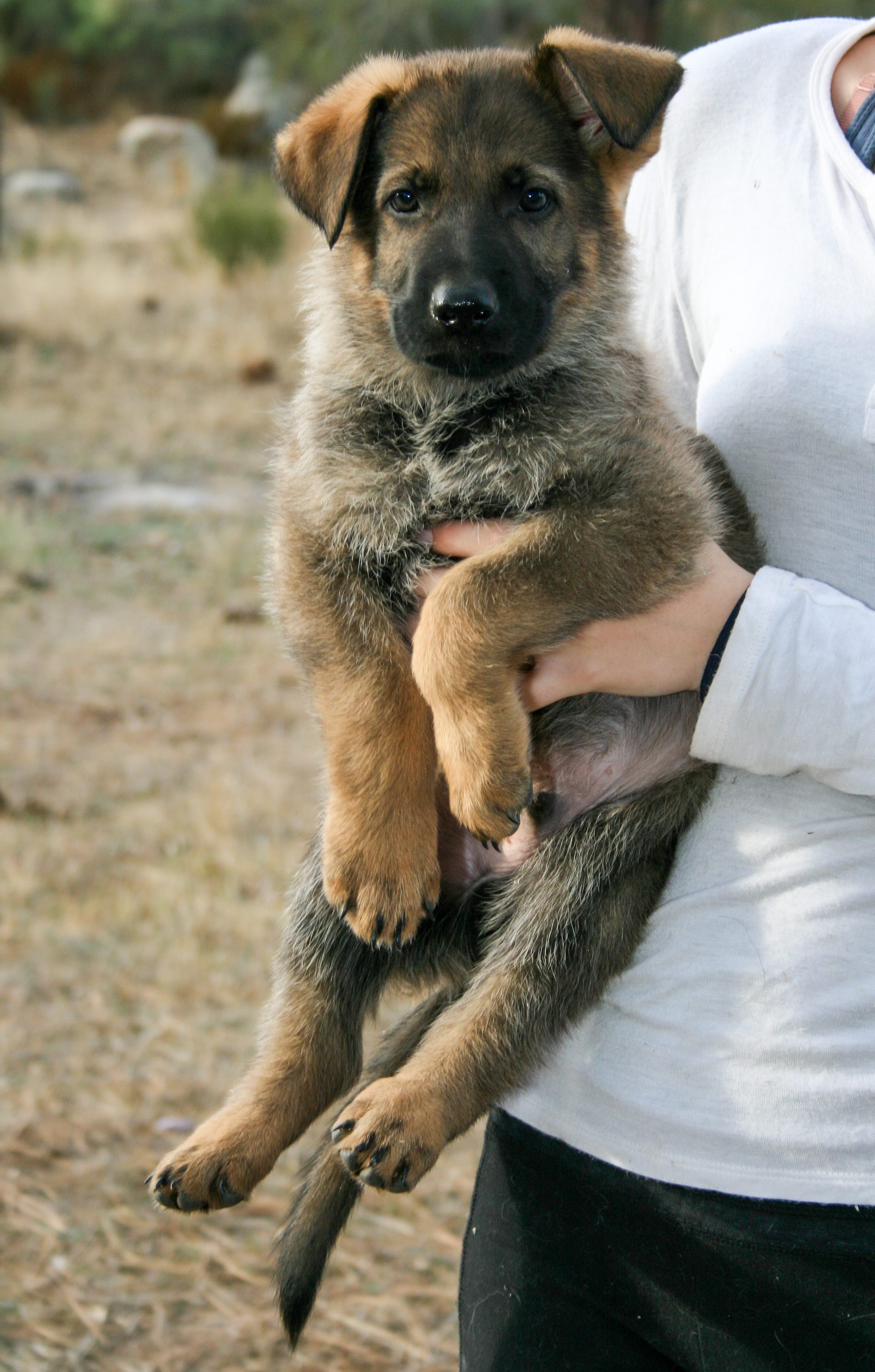Vinnie - 7 weeks