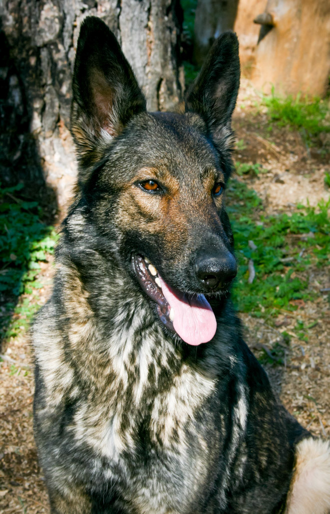 Nala vom Ritterhund