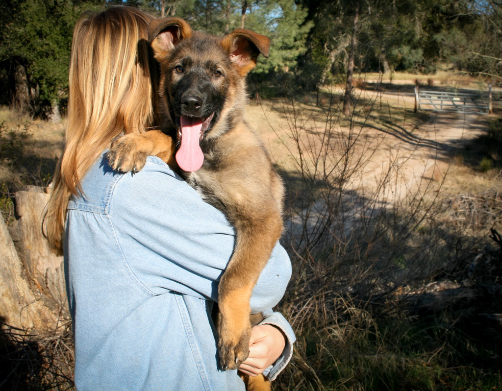 "Dexter" - 12 weeks old