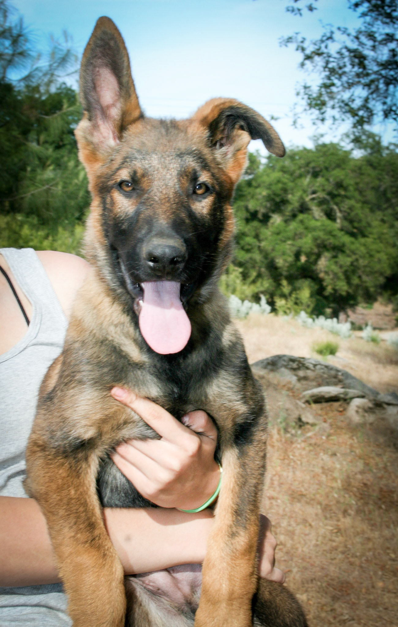 Hunter Green Collar Male 14 weeks