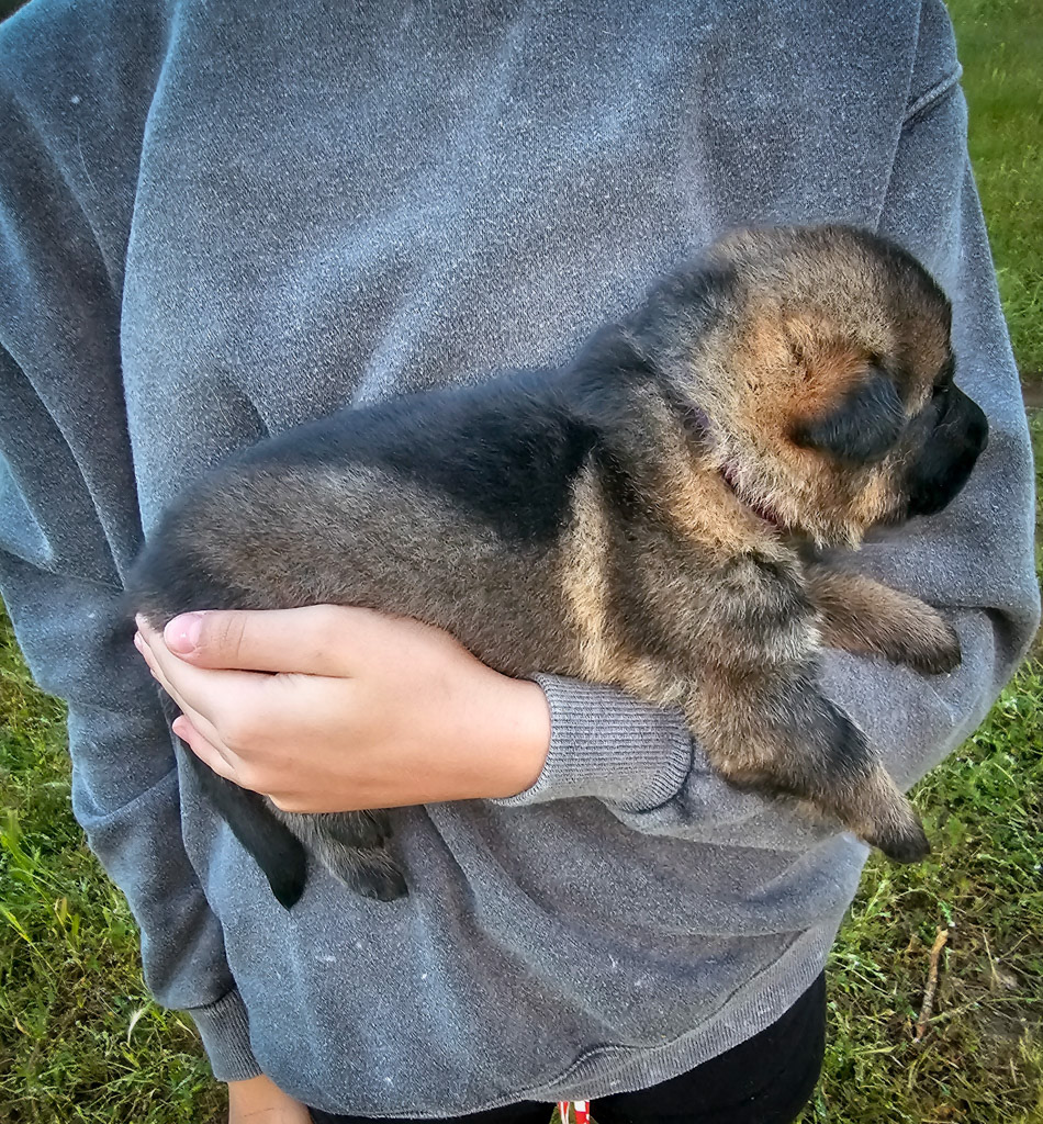 Purple Collar Female - 2.5 weeks old photos