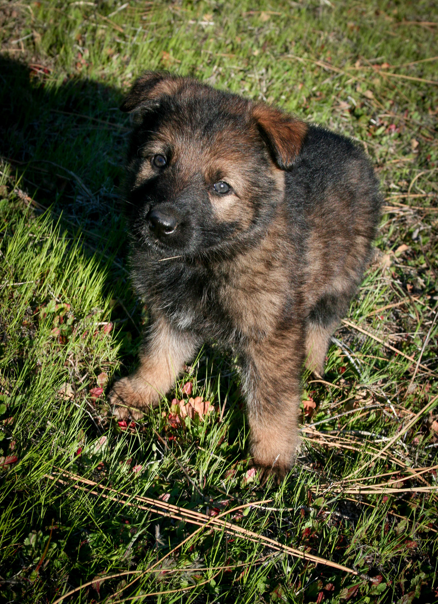 Pink Collar Female 5 Weeks Old