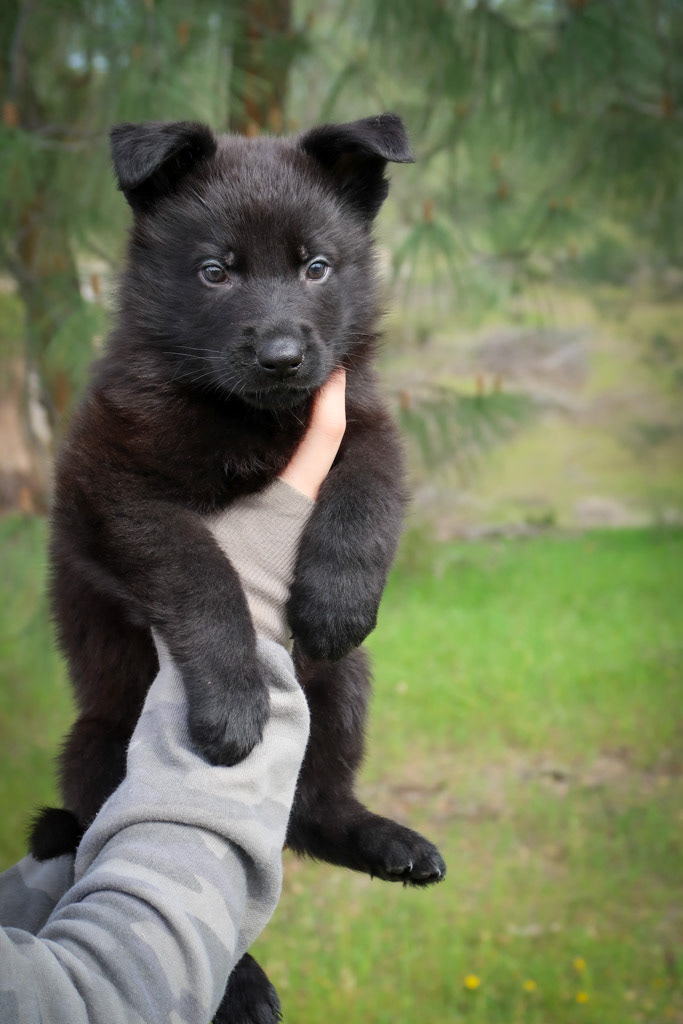 Orange Collar Male - 6 weeks old