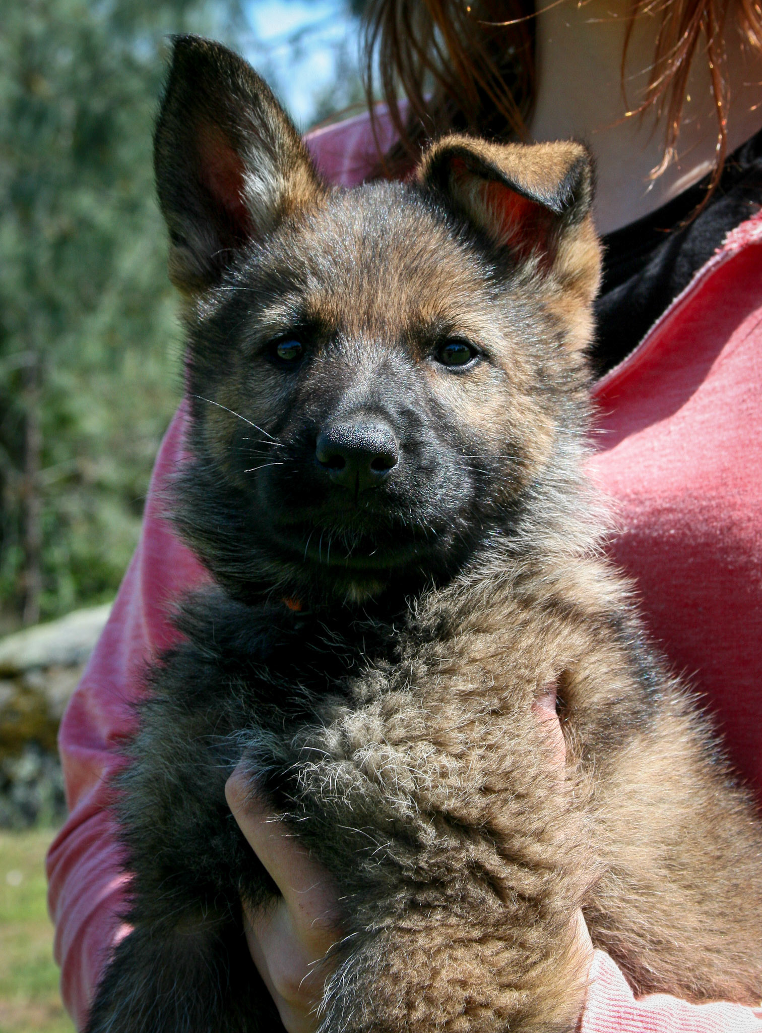 Orange Collar Female 8 Weeks Old