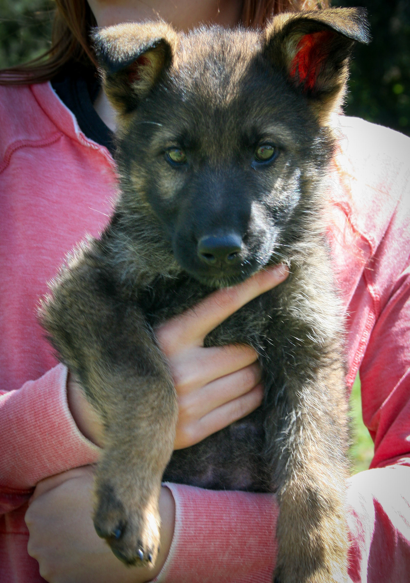 Red Collar Male 8 Weeks Old