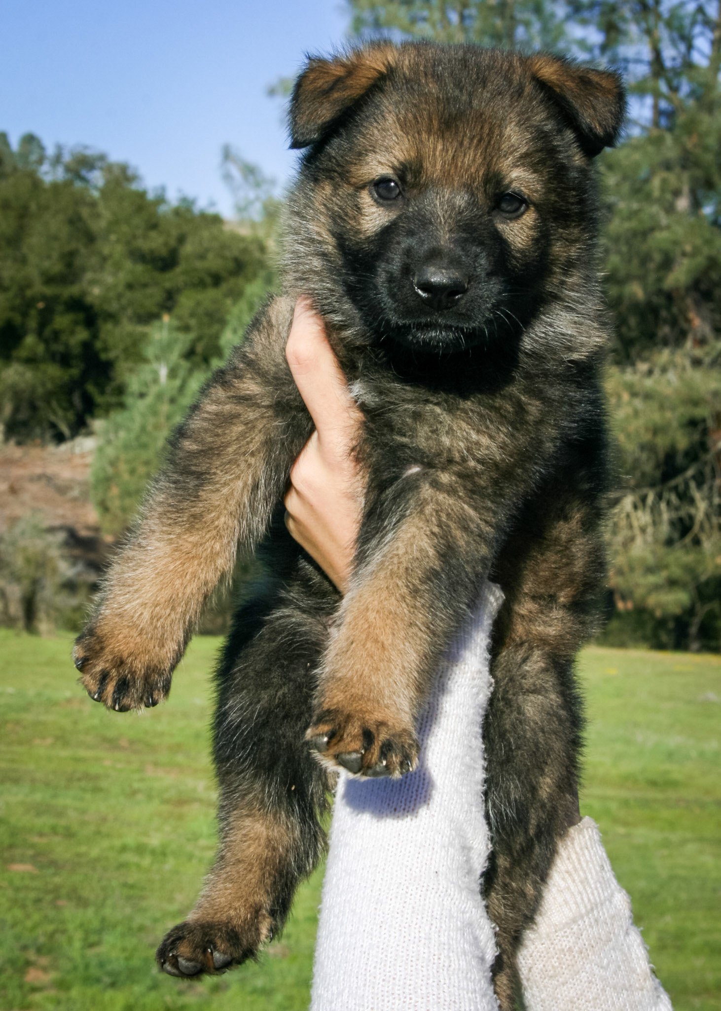 Blue Collar Male 5 Weeks Old