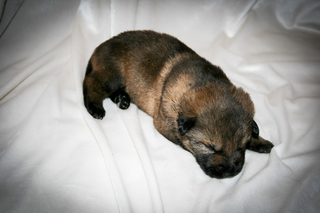 Royal Blue Collar Male - 2 weeks old
