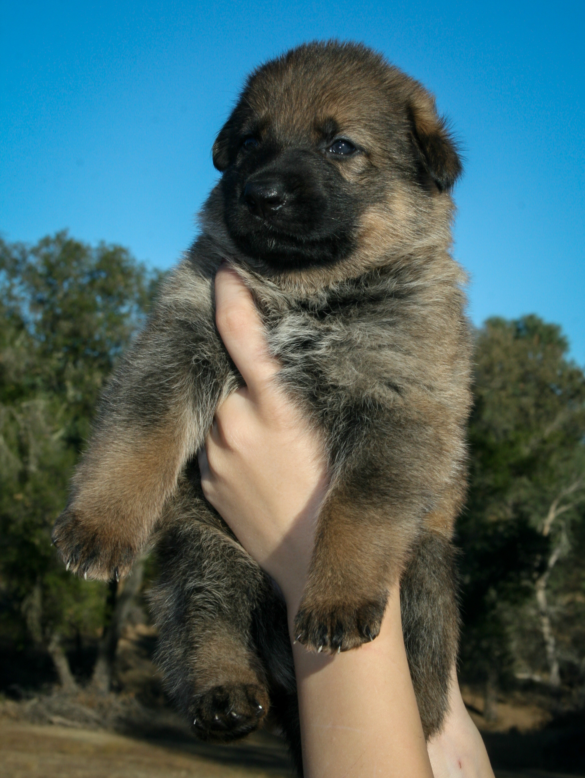 "Misty" - 4 weeks