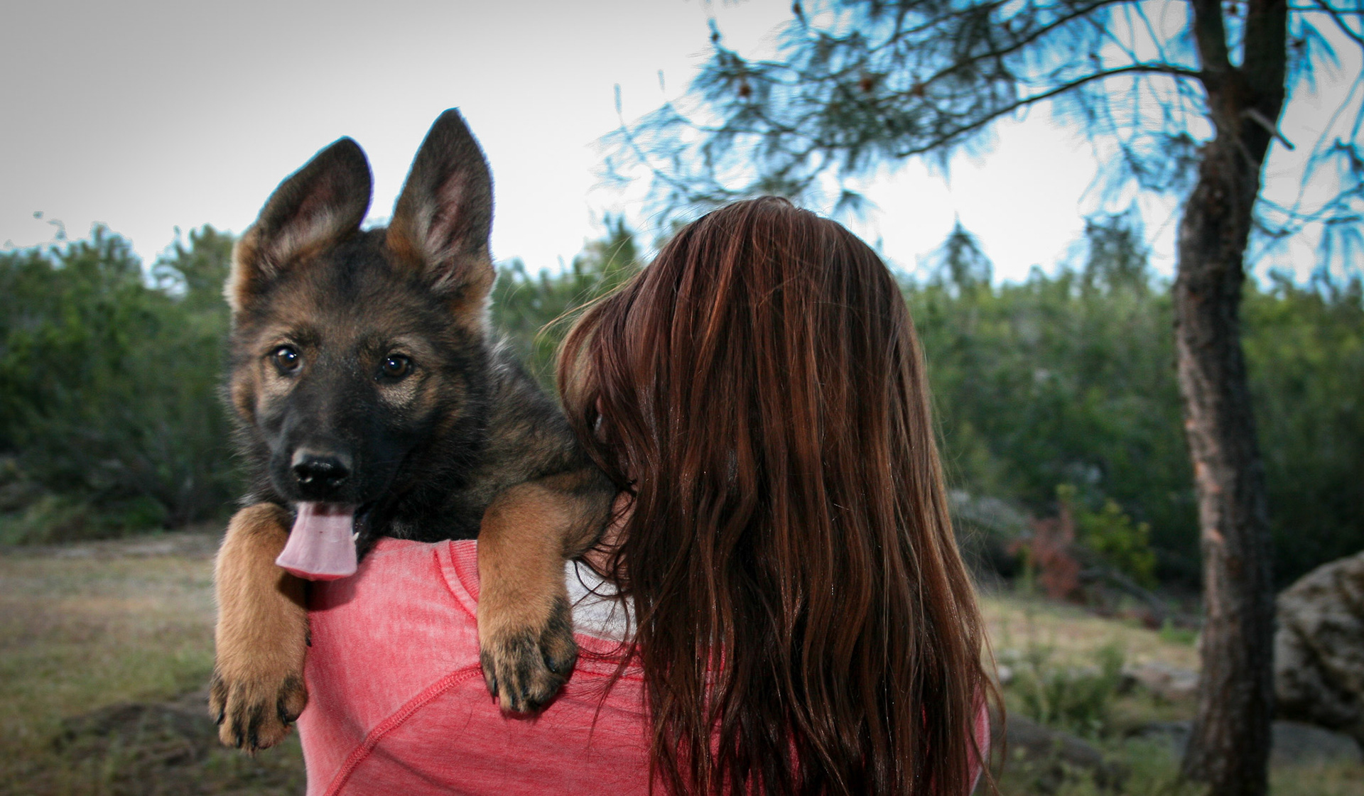 Pink Collar Female 10 Weeks Old
