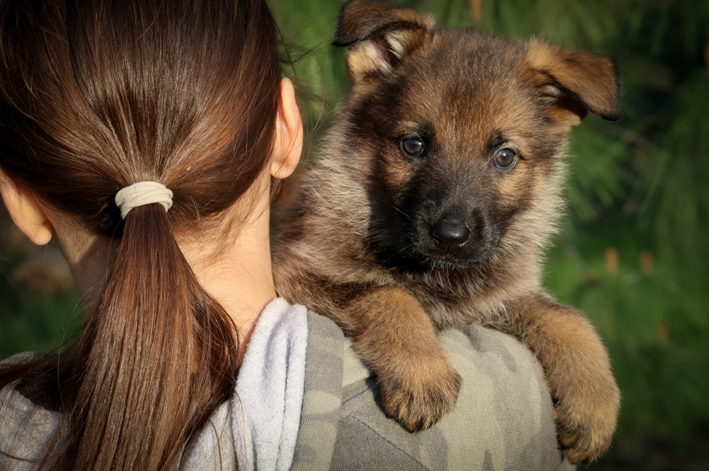 Yellow Collar Female - 6 weeks