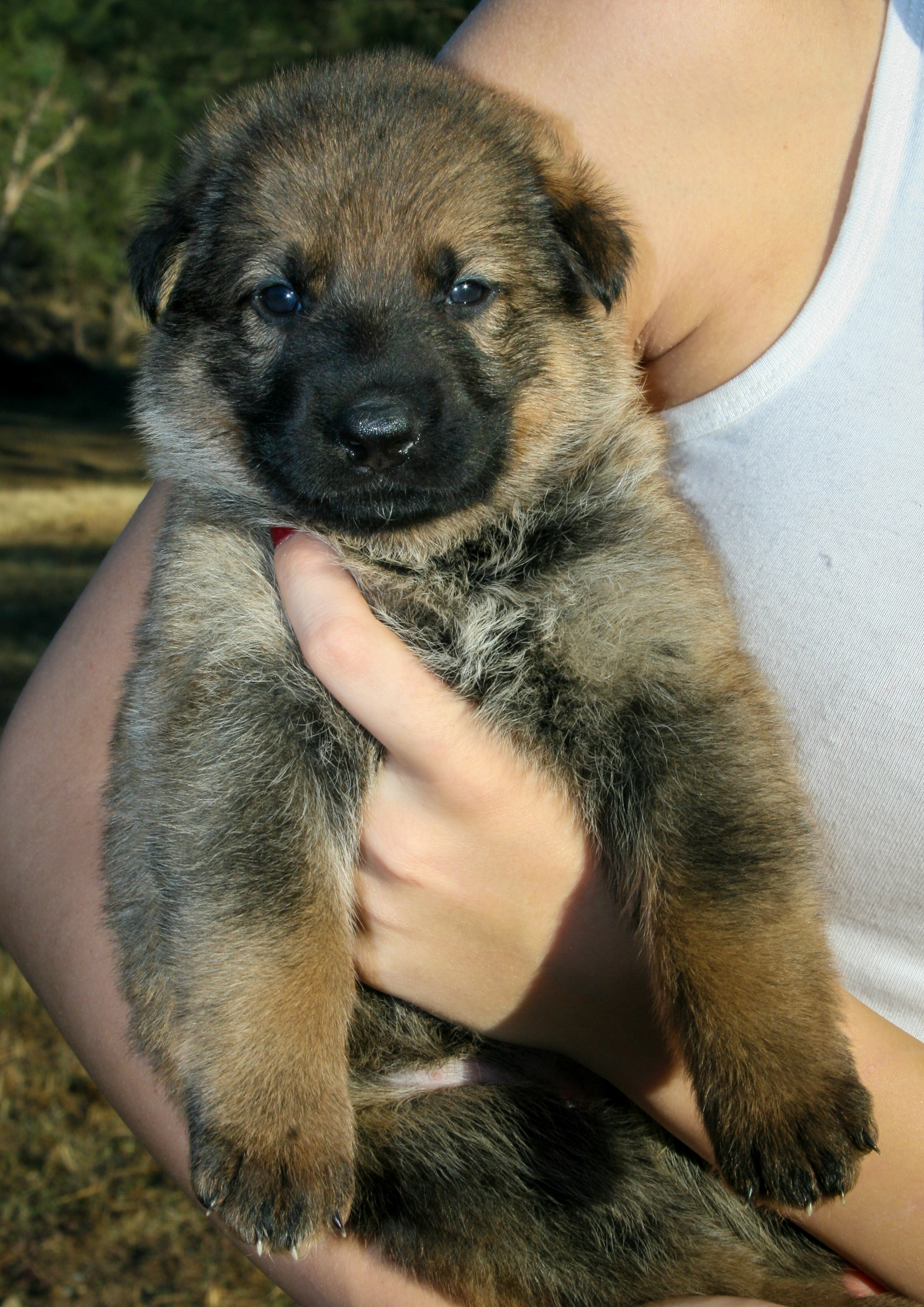 "Misty" - 4 weeks