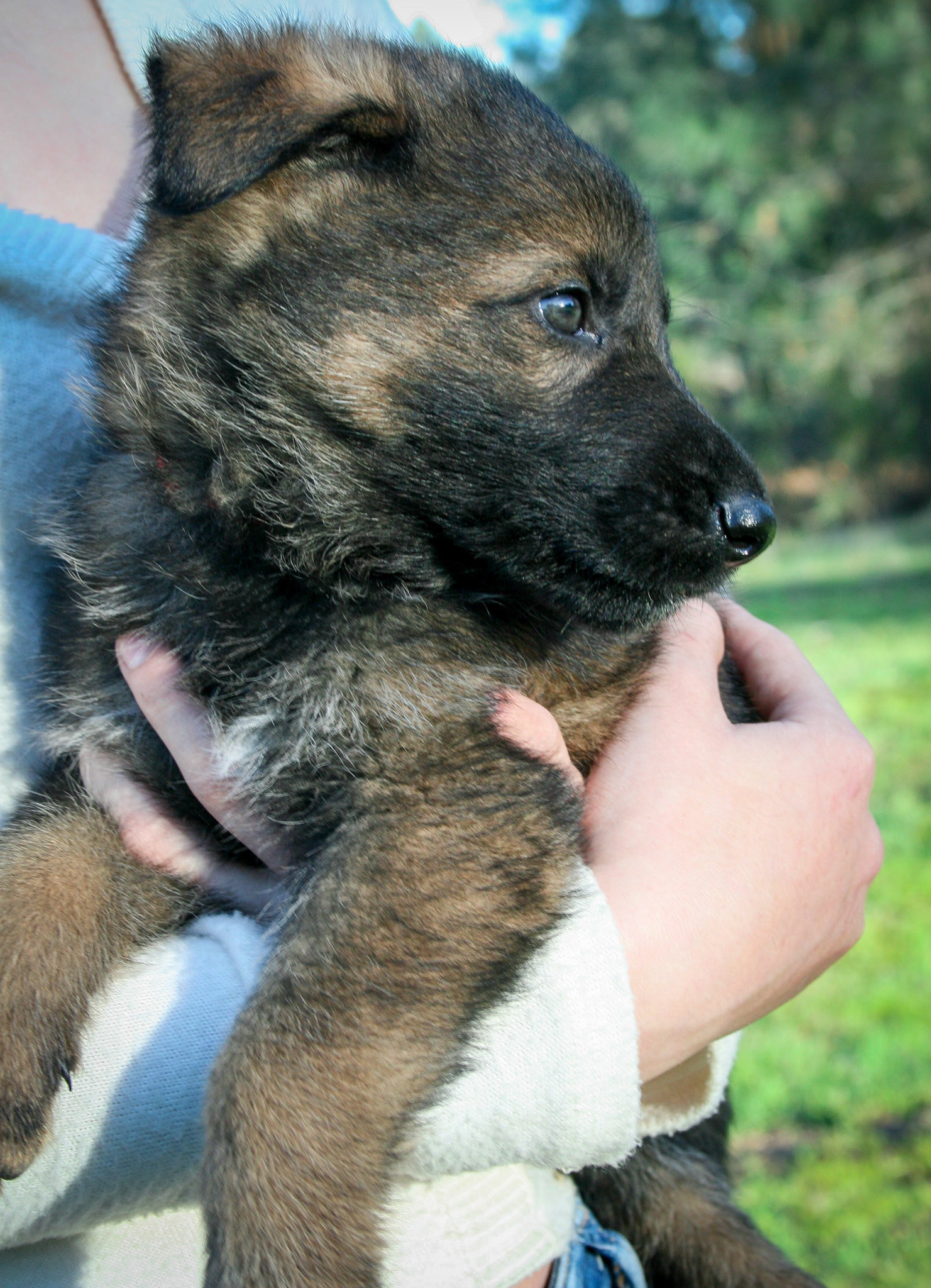Red Collar Male 5 Weeks Old