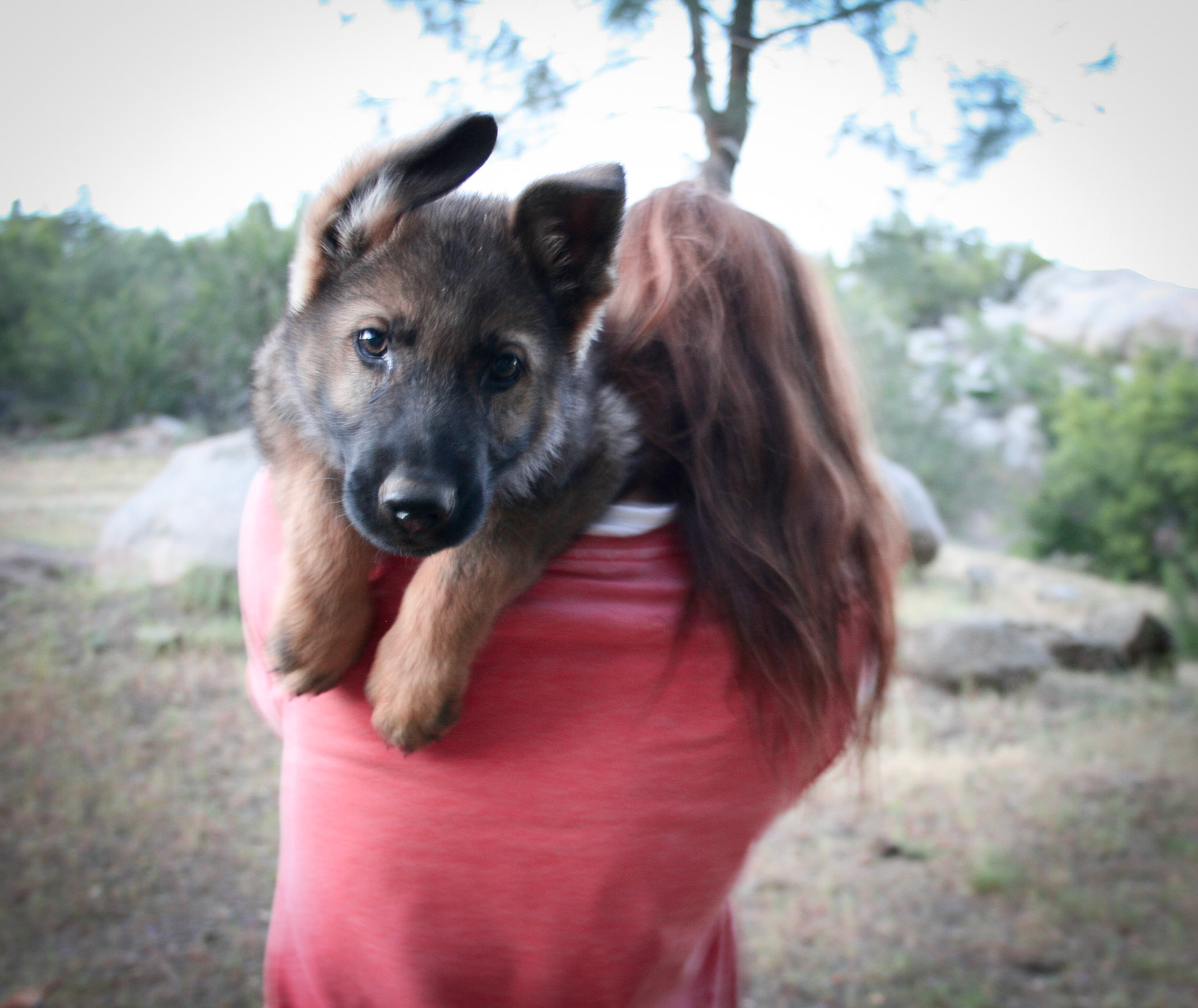 Blue Collar Male 10 Weeks Old