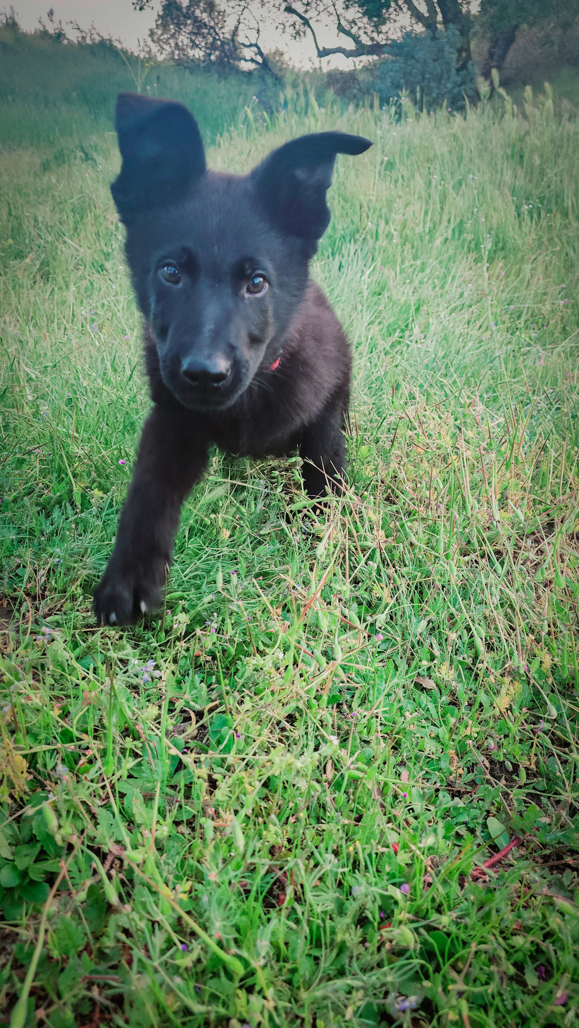 Red Collar Male - 13 weeks old