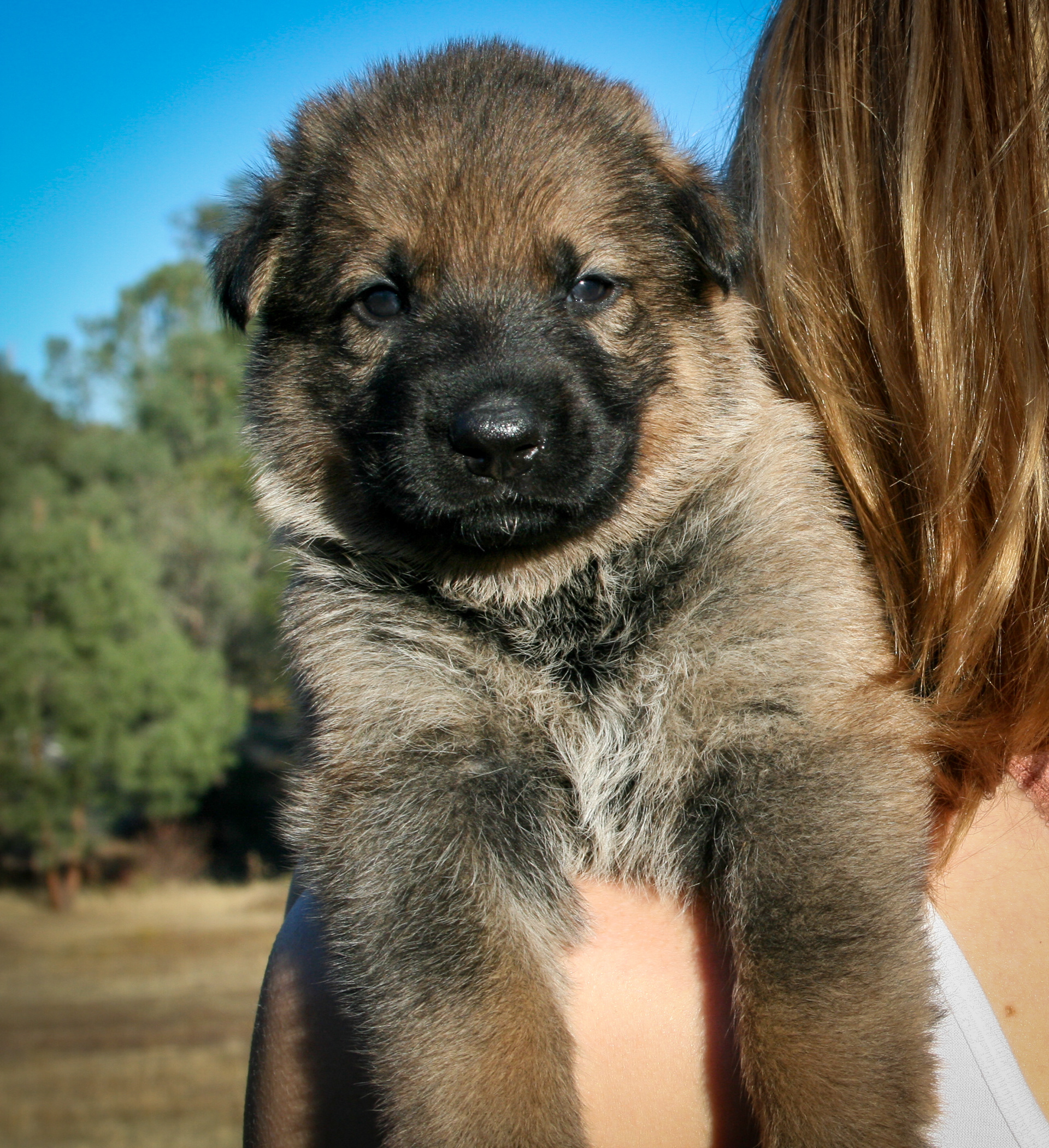 "Misty" - 4 weeks