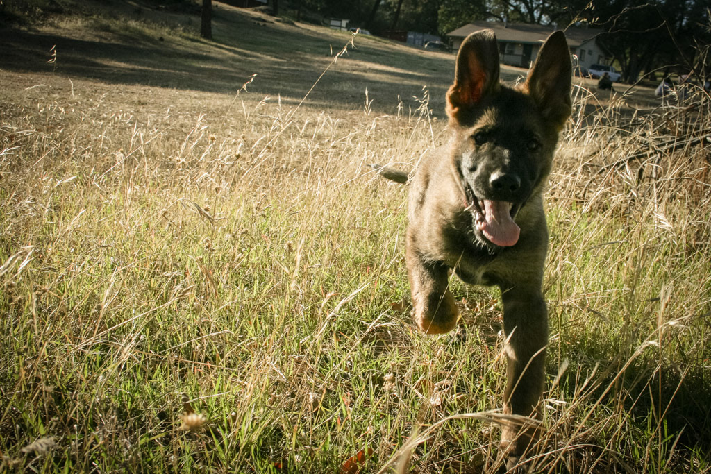 "Dexter" - 12 weeks old