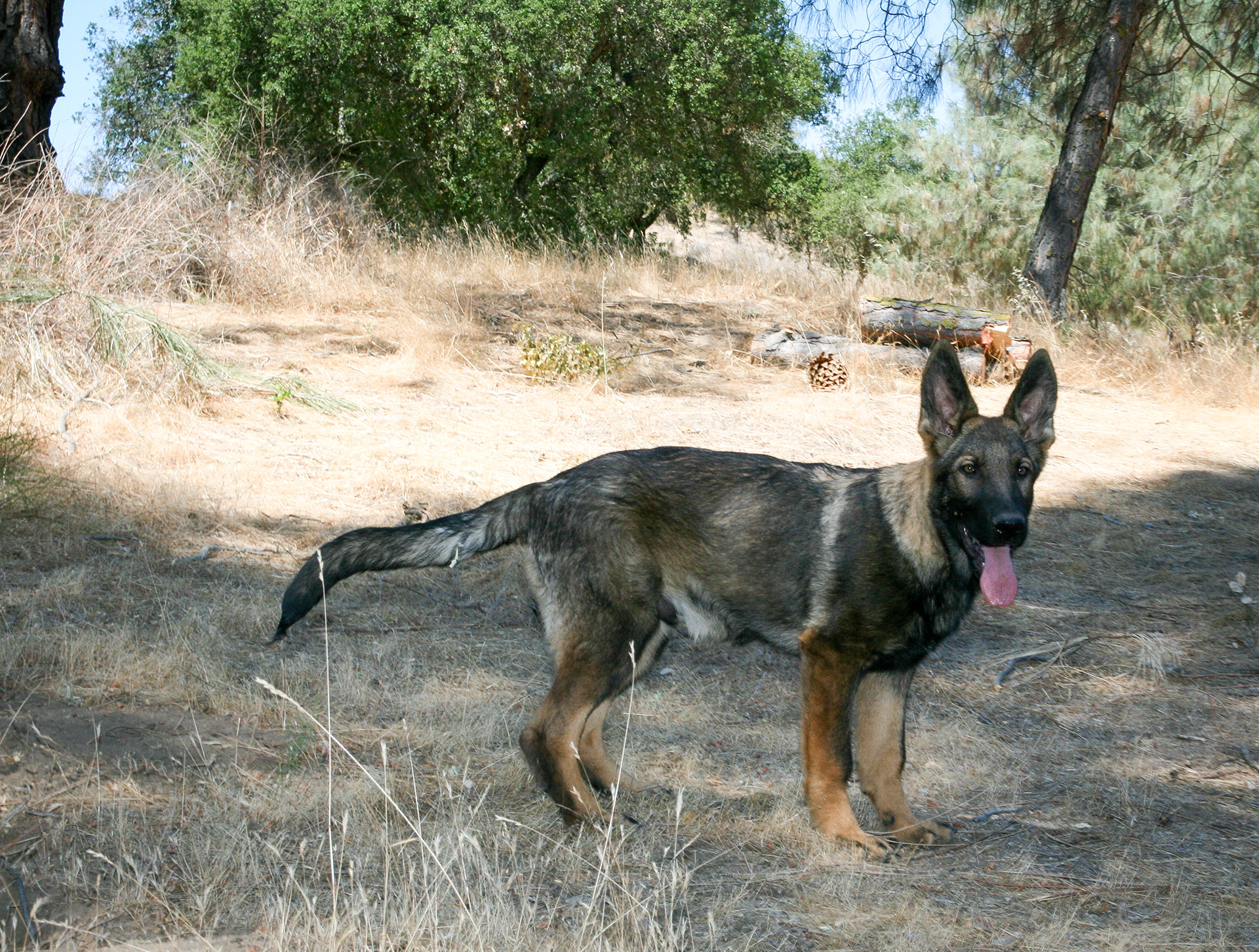 Hugh - Male - 18 Weeks