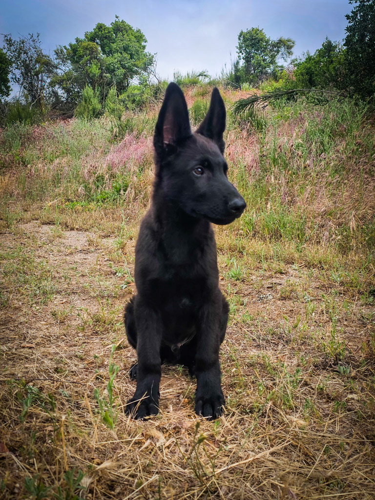 Solid Black - Red Collar - 17 weeks