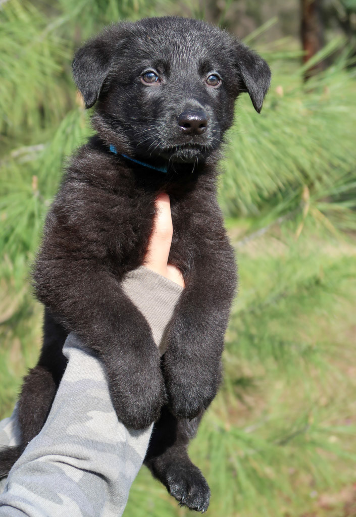 Light Blue Male - 6 weeks old