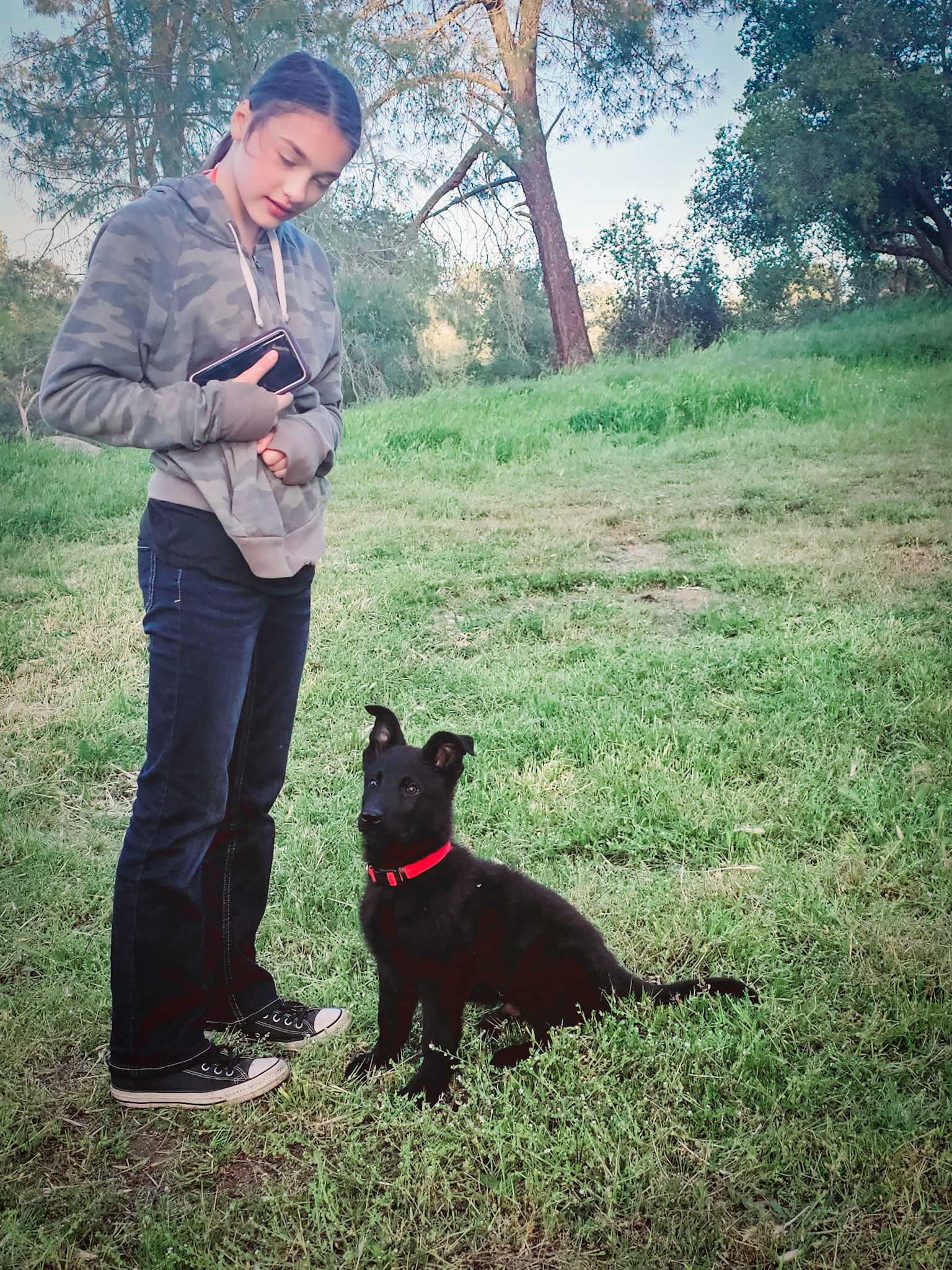Red Collar Male - 13 weeks old