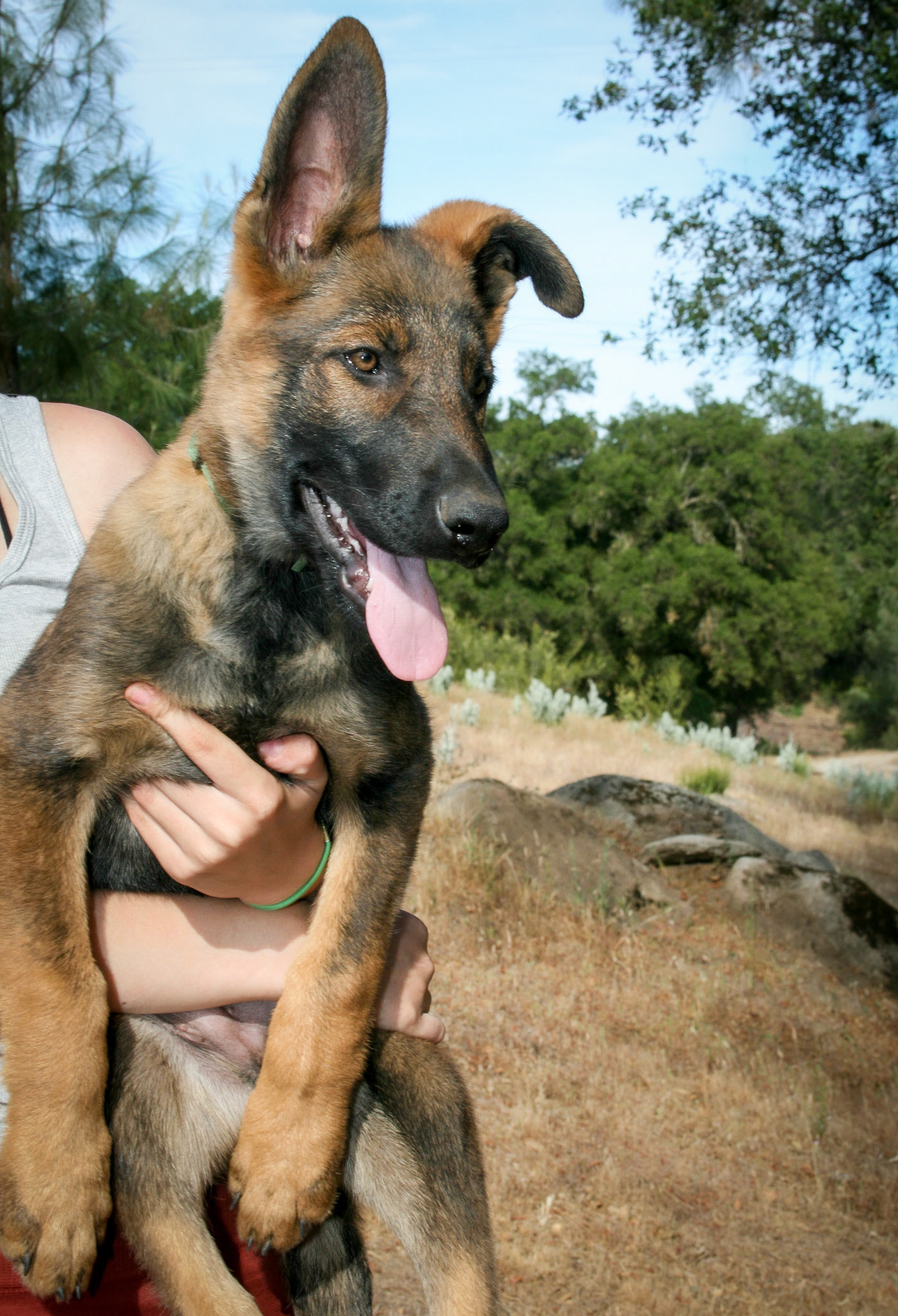 Hunter Green Collar Male 14 weeks