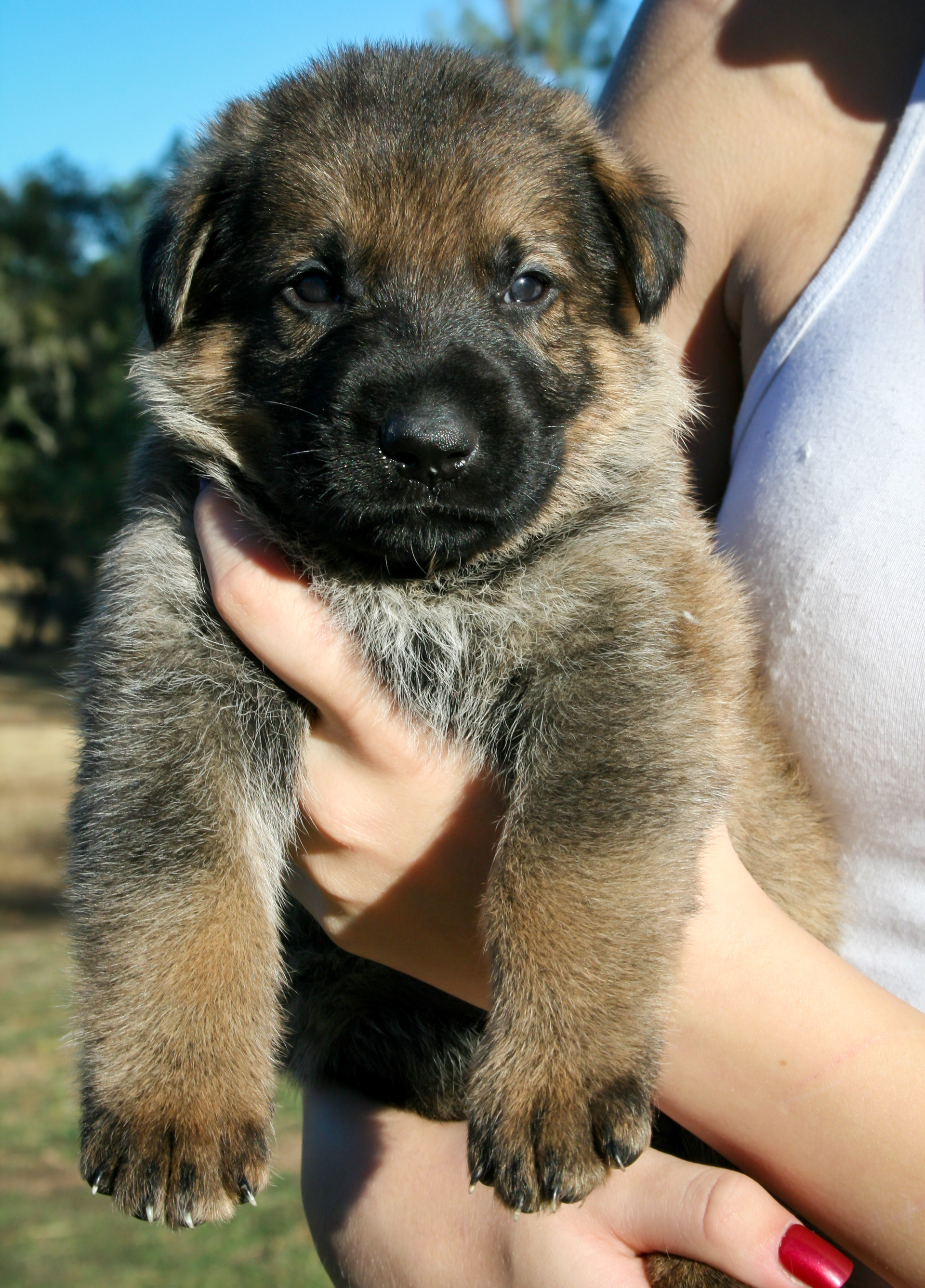 "Vinnie" - 4 weeks