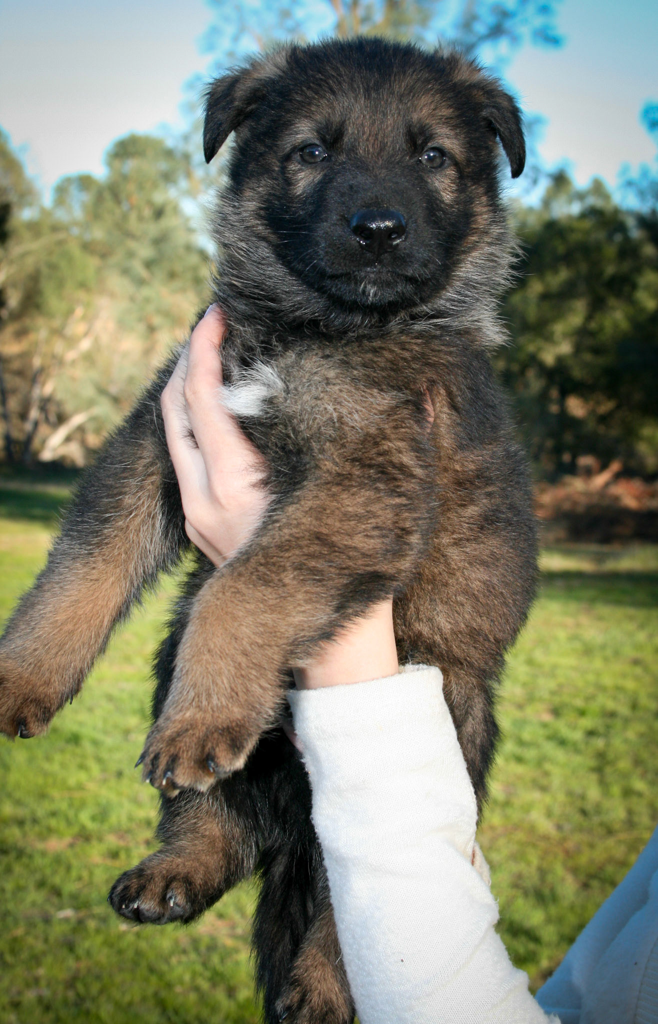 Red Collar Male 5 Weeks Old