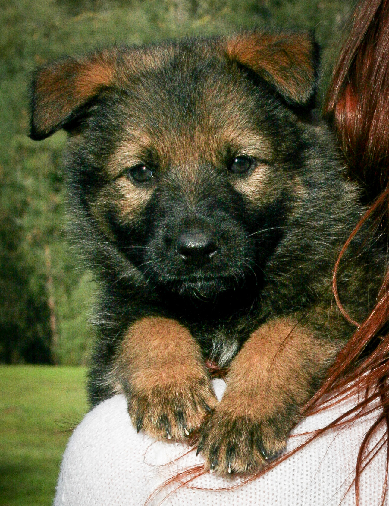 Pink Collar Female 5 Weeks Old