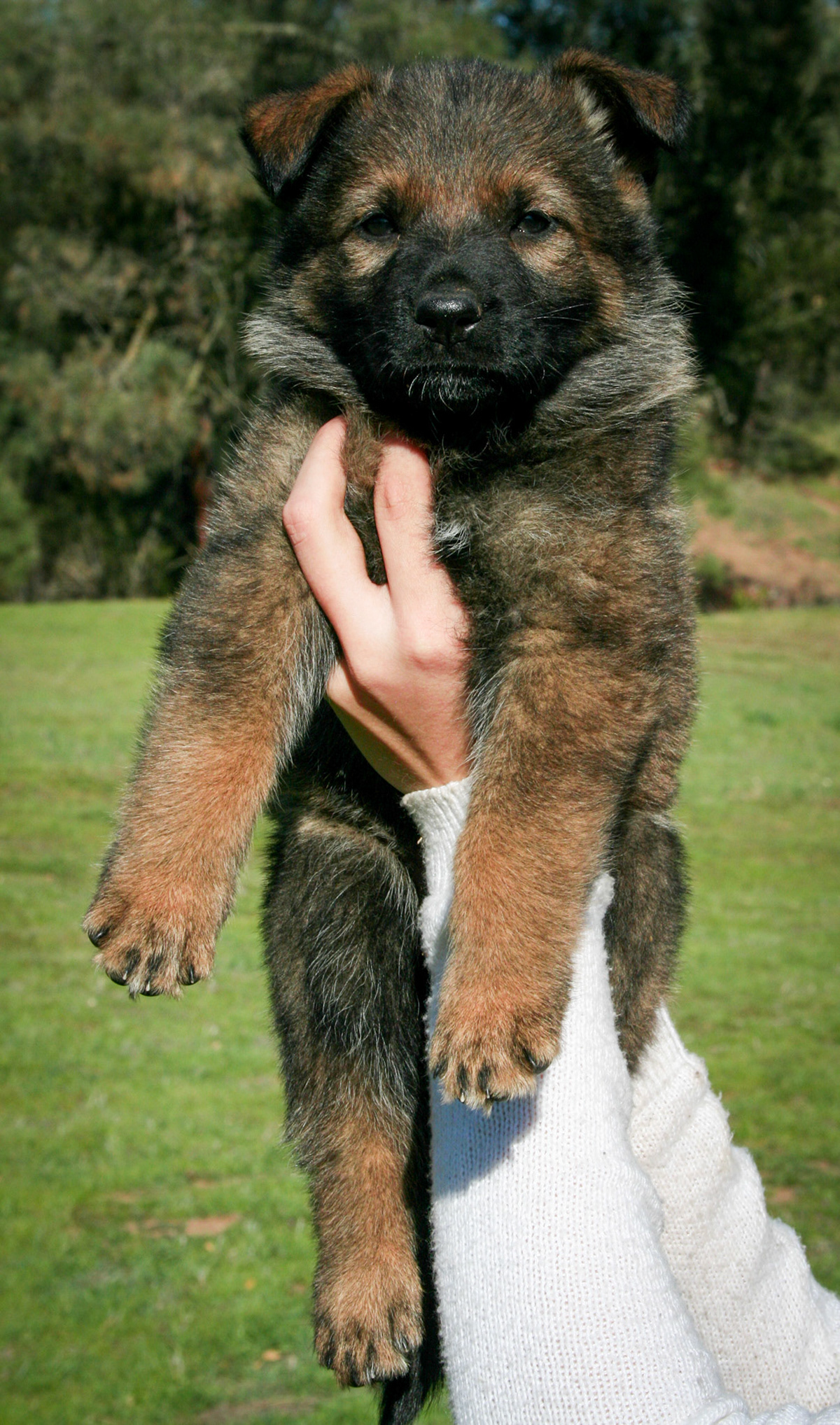 Orange Collar Female 5 Weeks Old