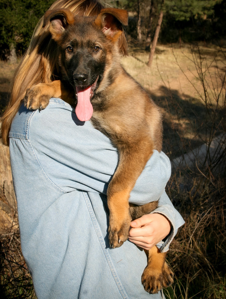 "Dexter" - 12 weeks old