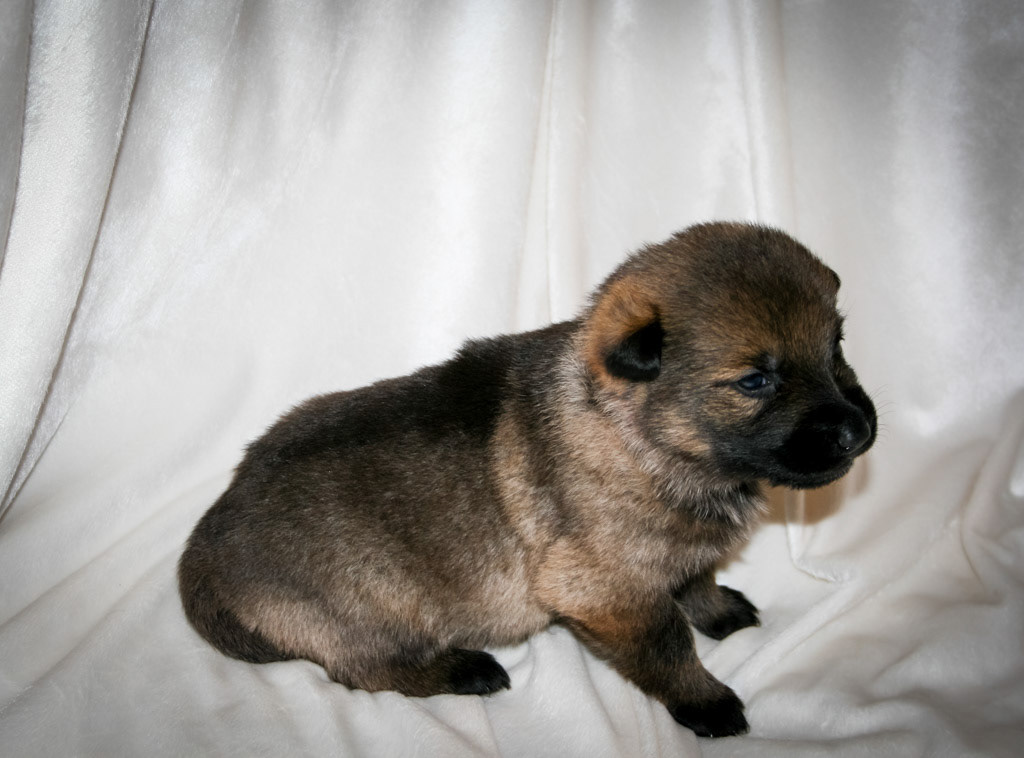 Pink Collar Female - 2 weeks old
