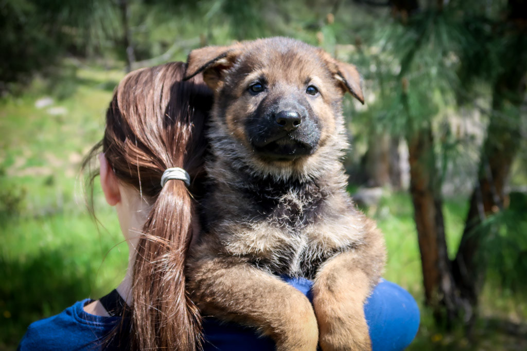 Lime Green Collar Male - 7 weeks old