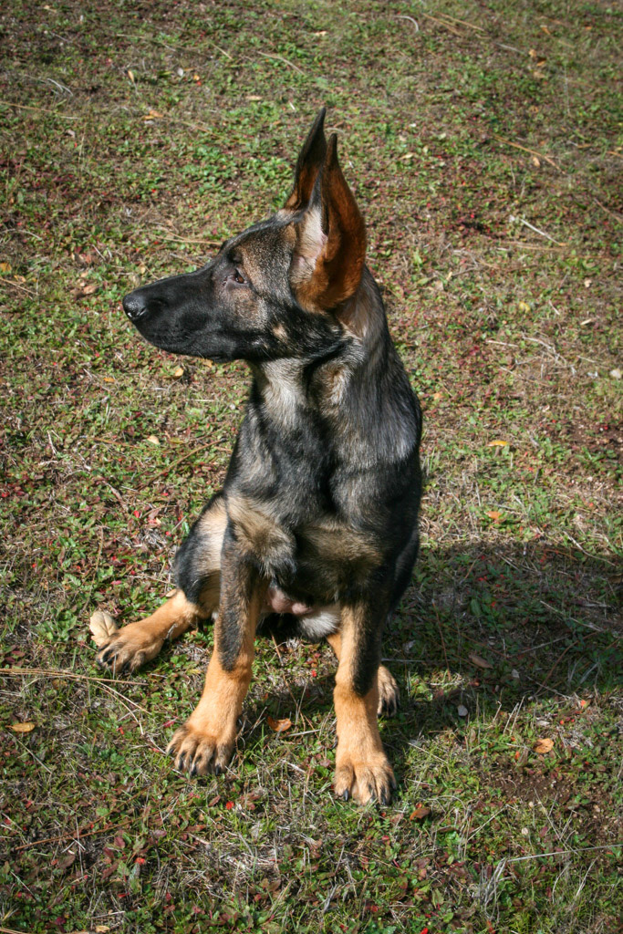 Winnie 4.5 months