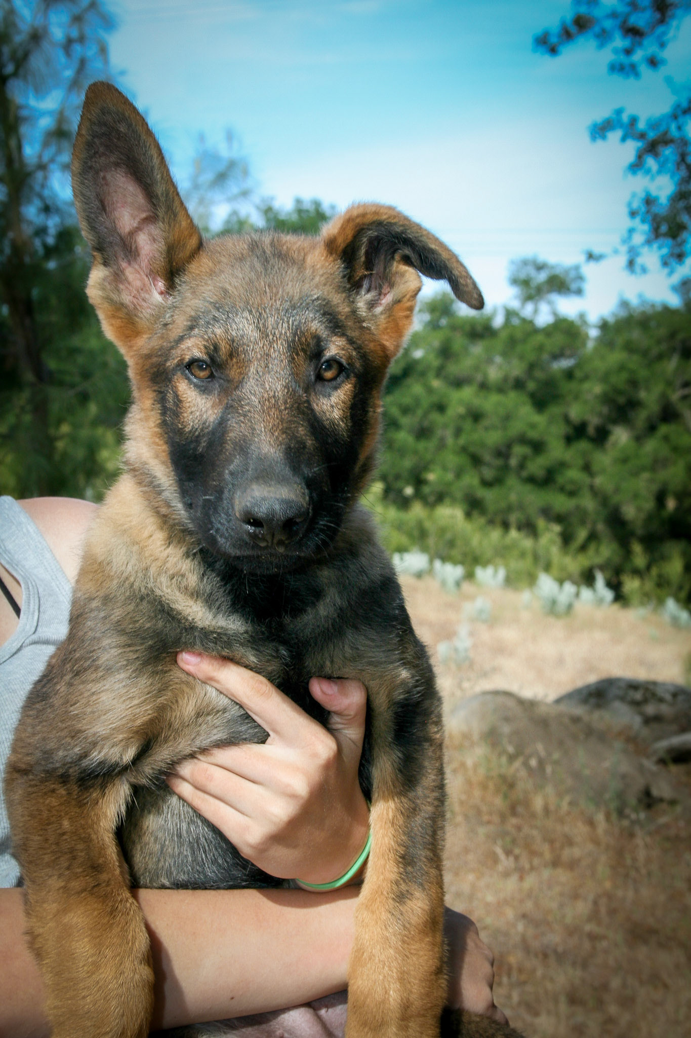 Hunter Green Collar Male 14 weeks