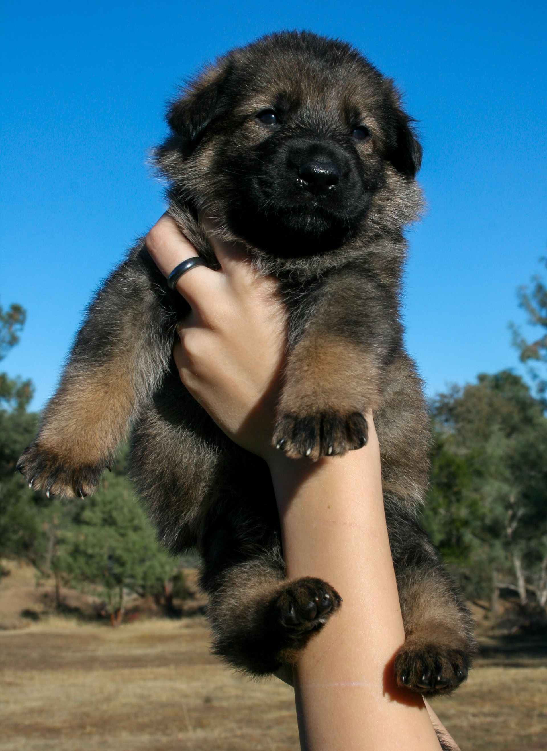 "Dexter" - 4 weeks