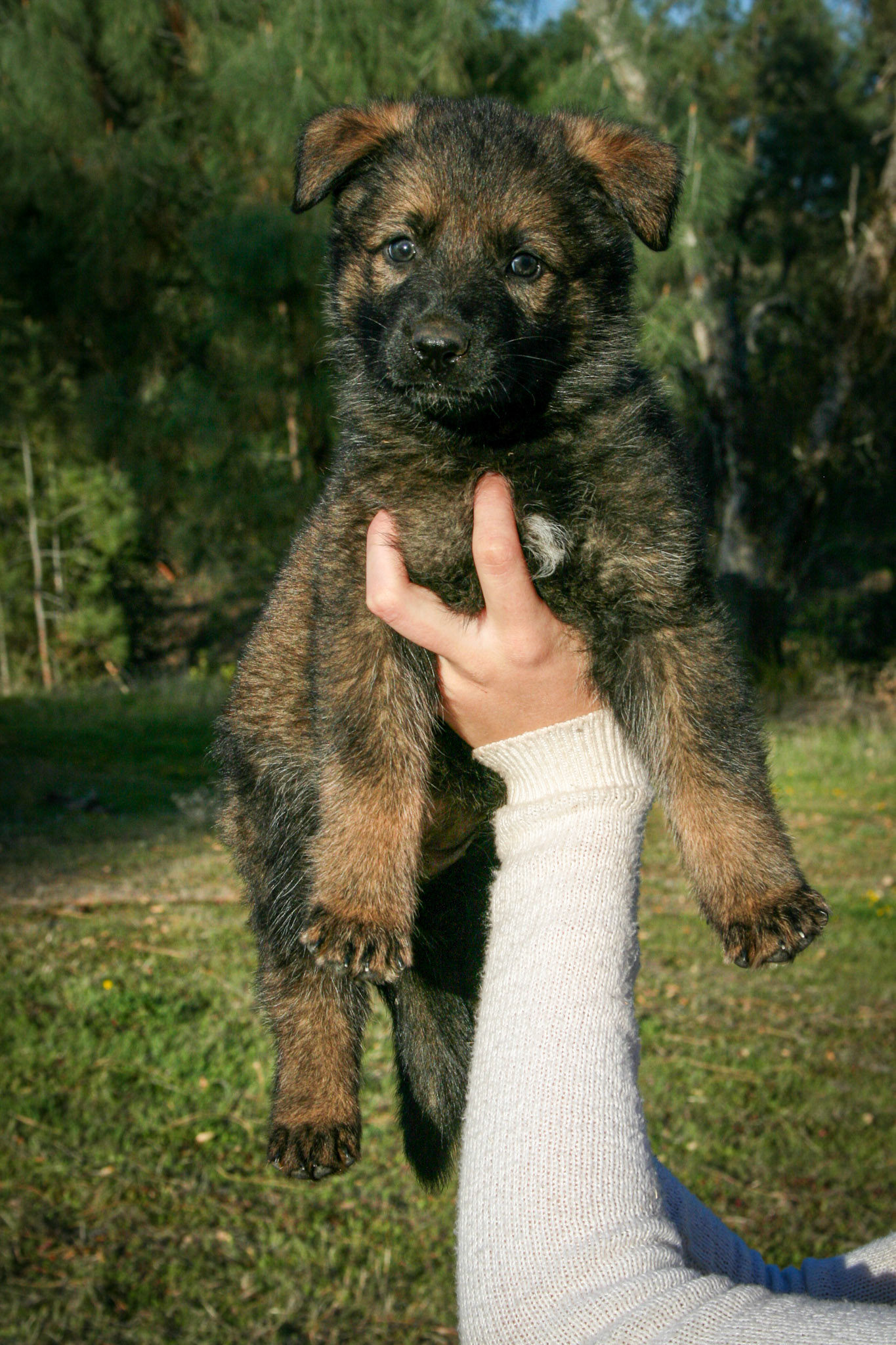 Rosa vom Ritterhund - 5 wks