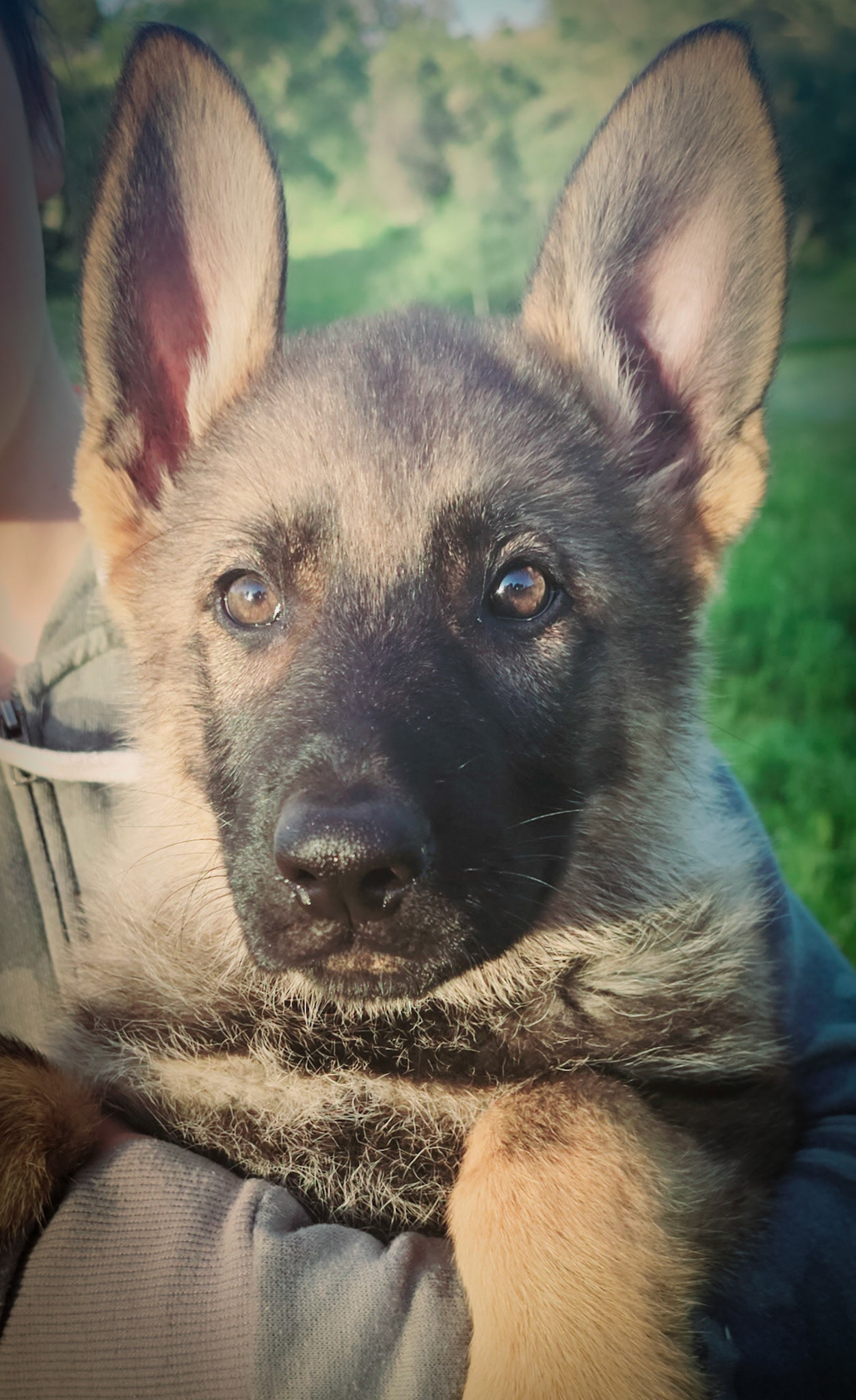 Purple Collar Female - 11 weeks old