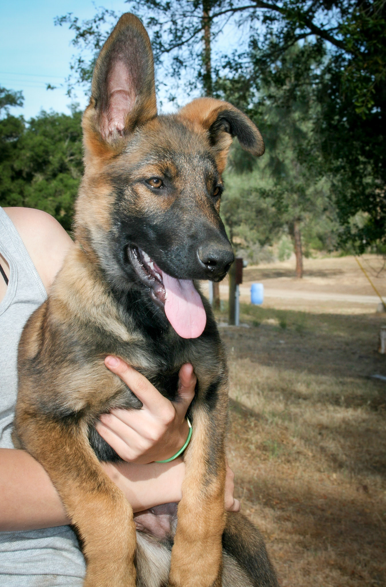 Hunter Green Collar Male 14 weeks