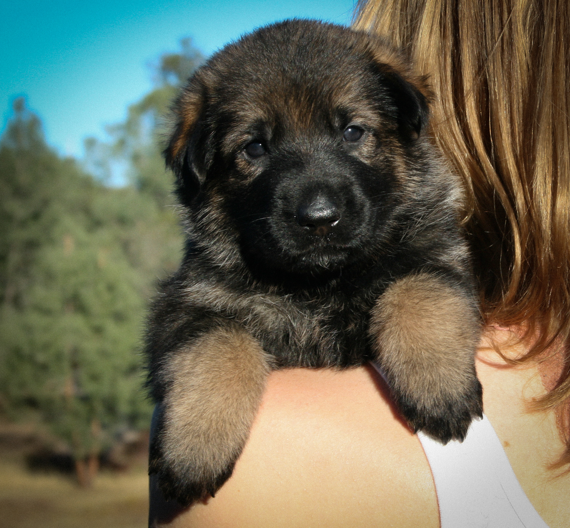 "Tilly" - 4 weeks
