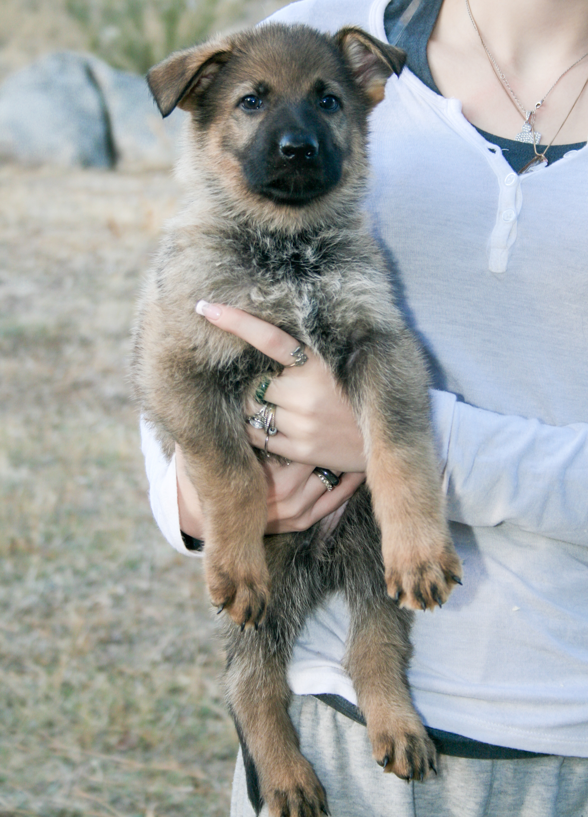Misty - 7 weeks