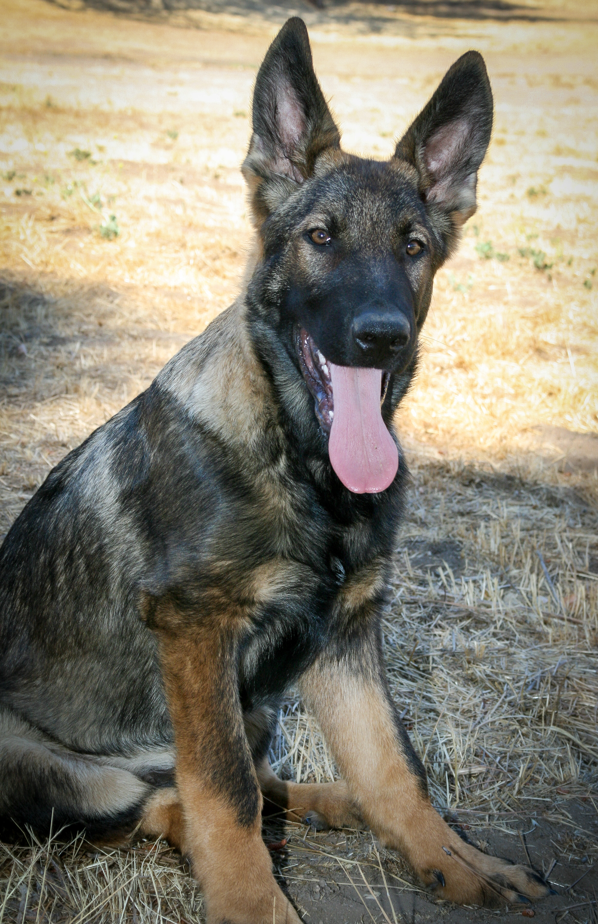Hugh - Male - 18 Weeks