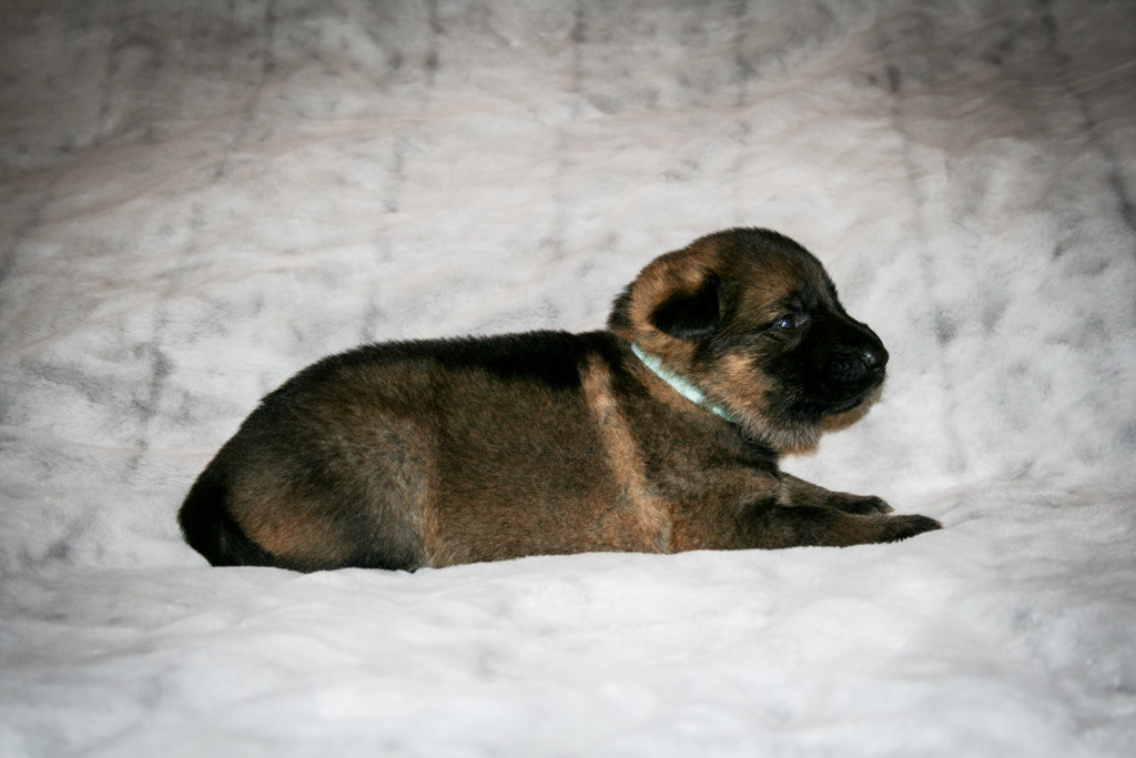 Teal Collar Female - 3 weeks