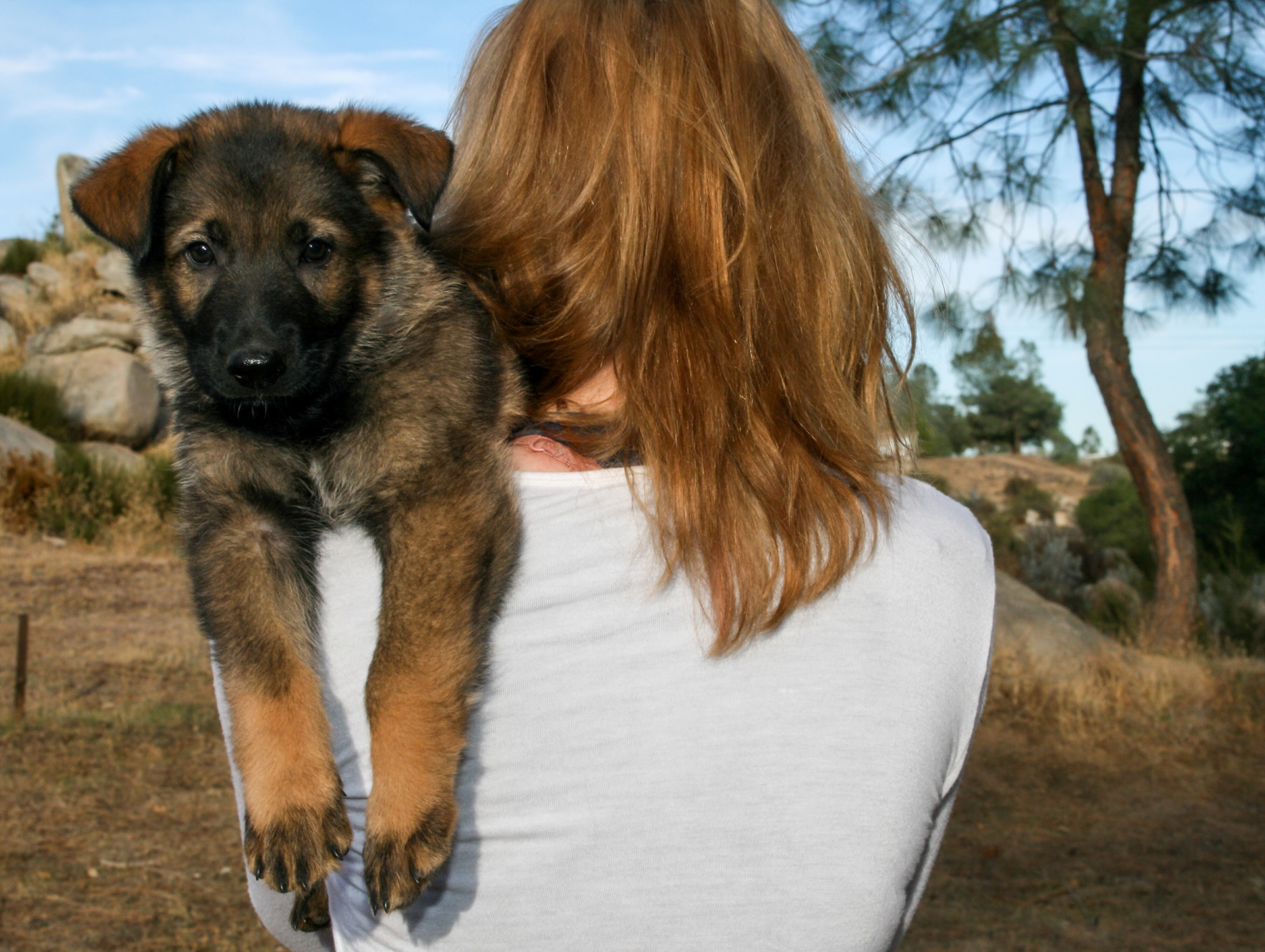 Dexter - 7 weeks