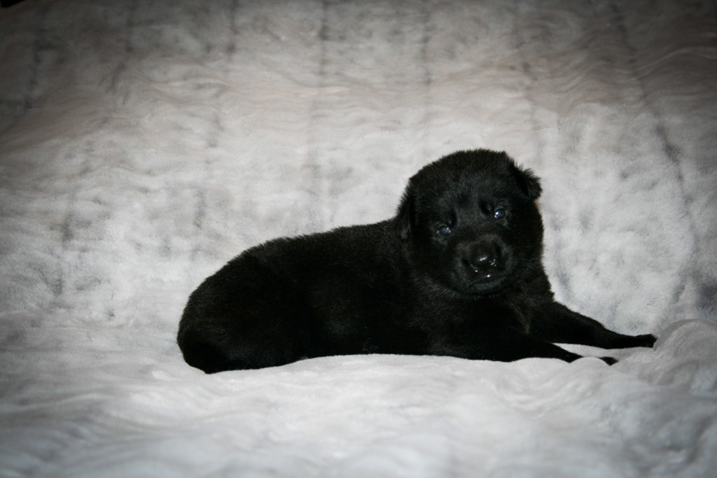 Solid Black Male - 3 weeks