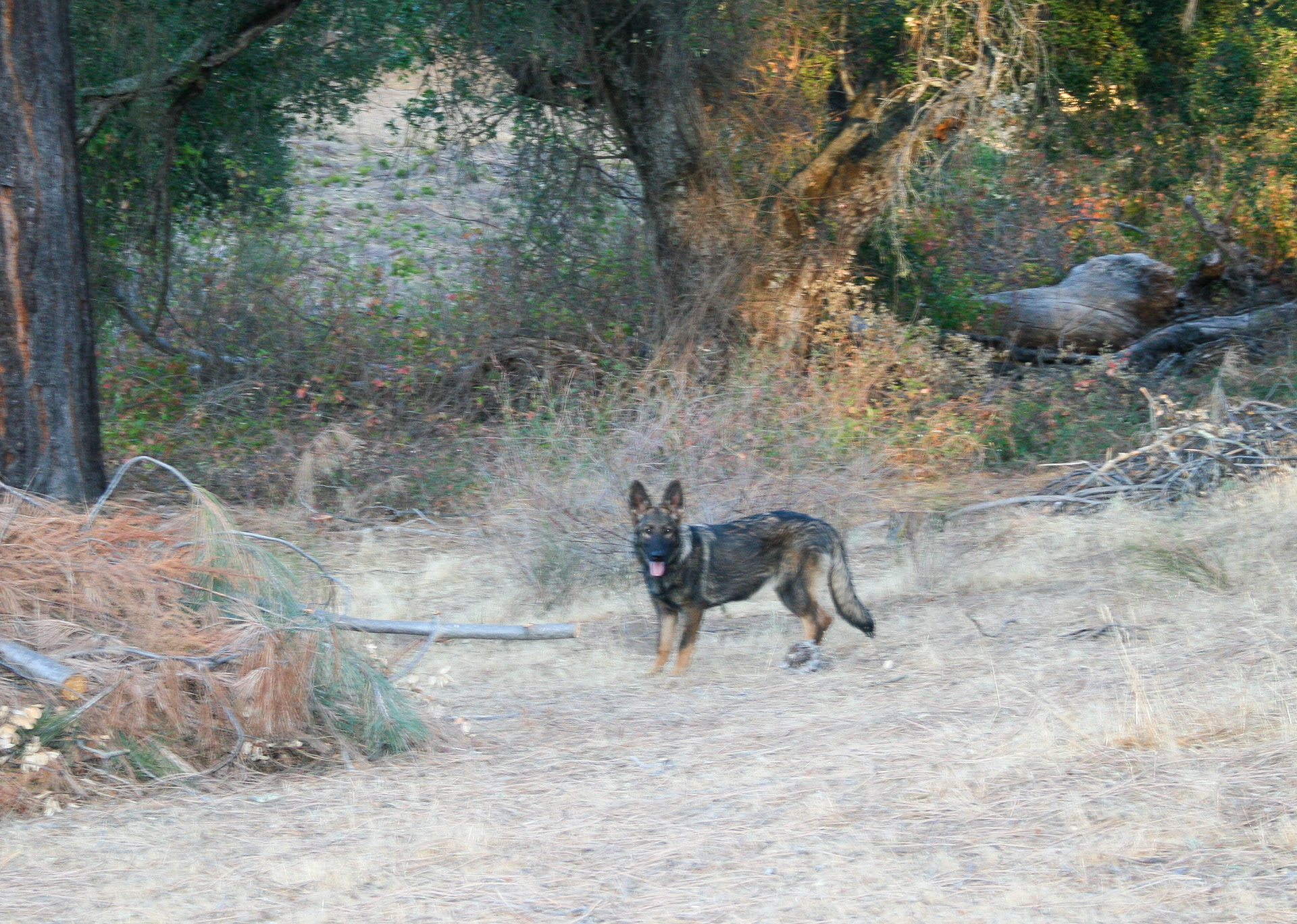 Nala 6 months old