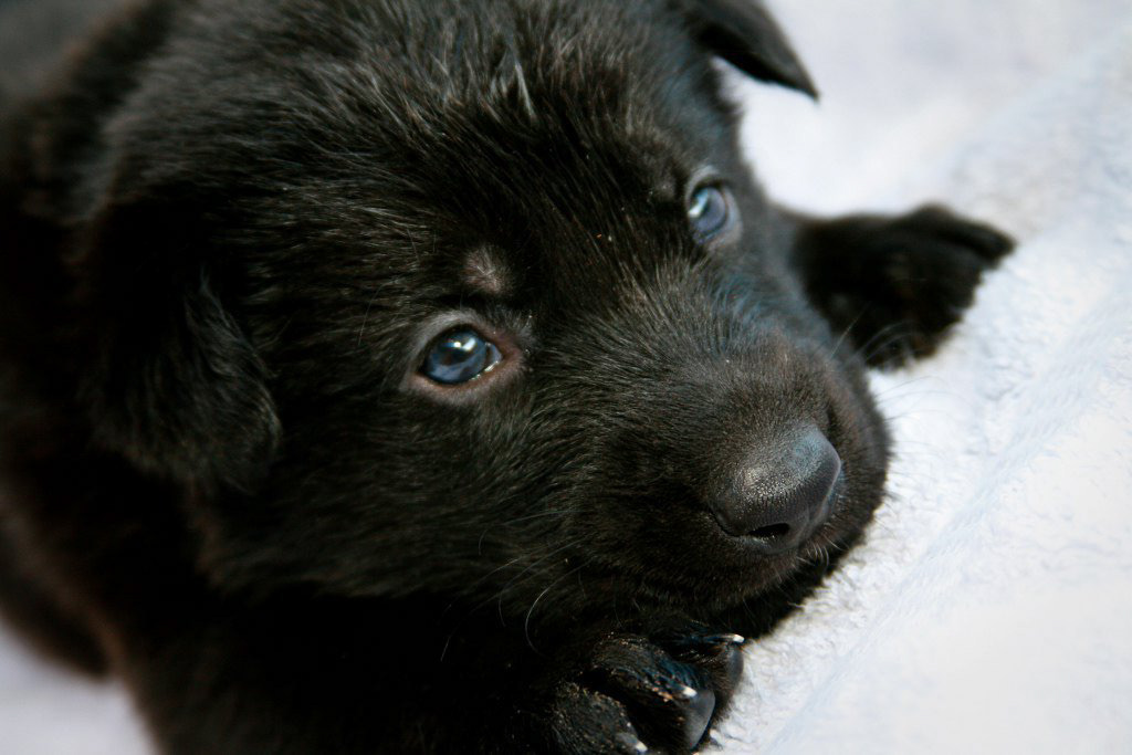 4 week old pup